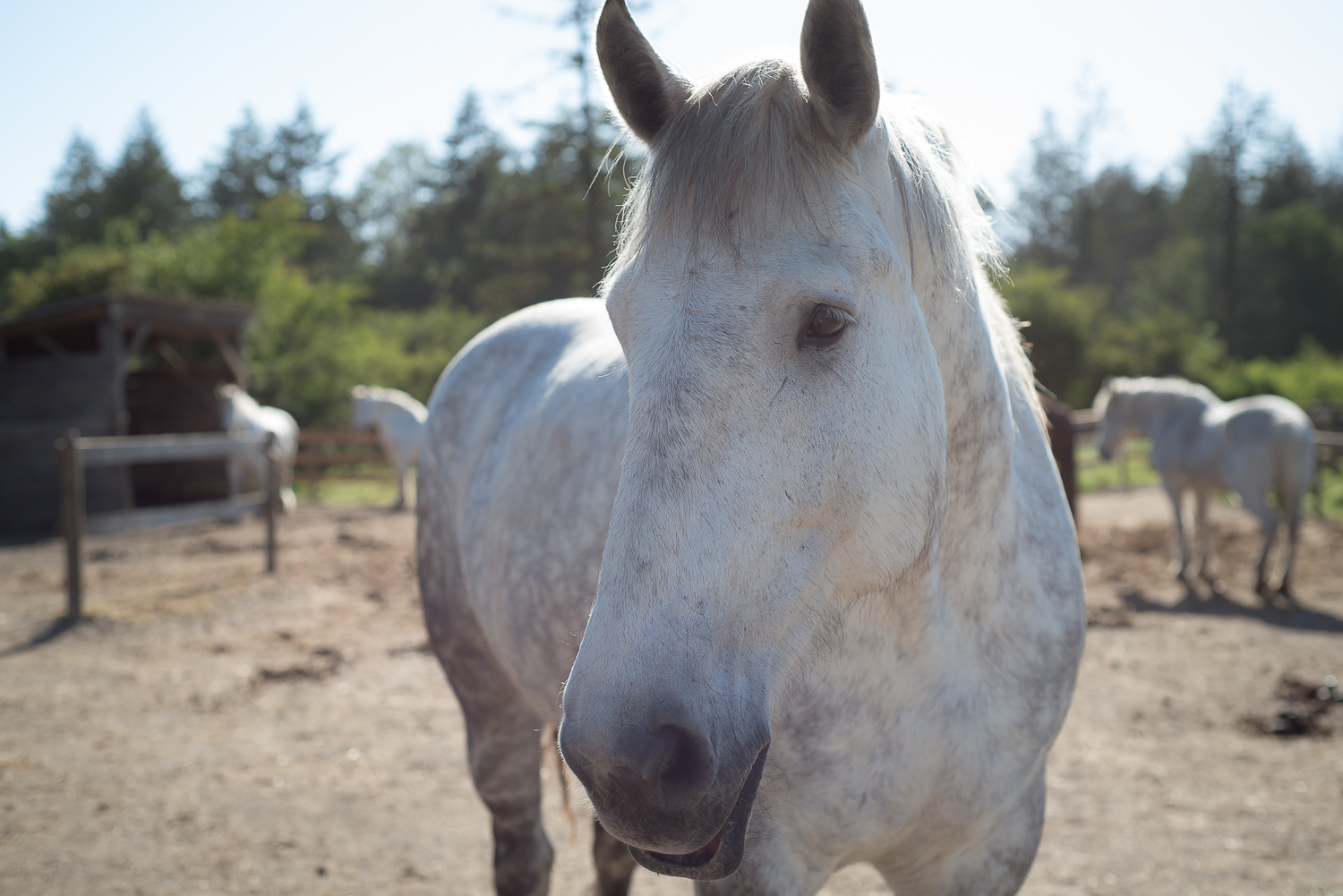   Horses restoring your true potential    Private   Group   Corporate  