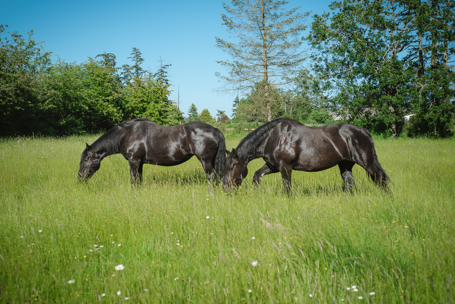   Horses restoring your true potential    Private   Group   Corporate  