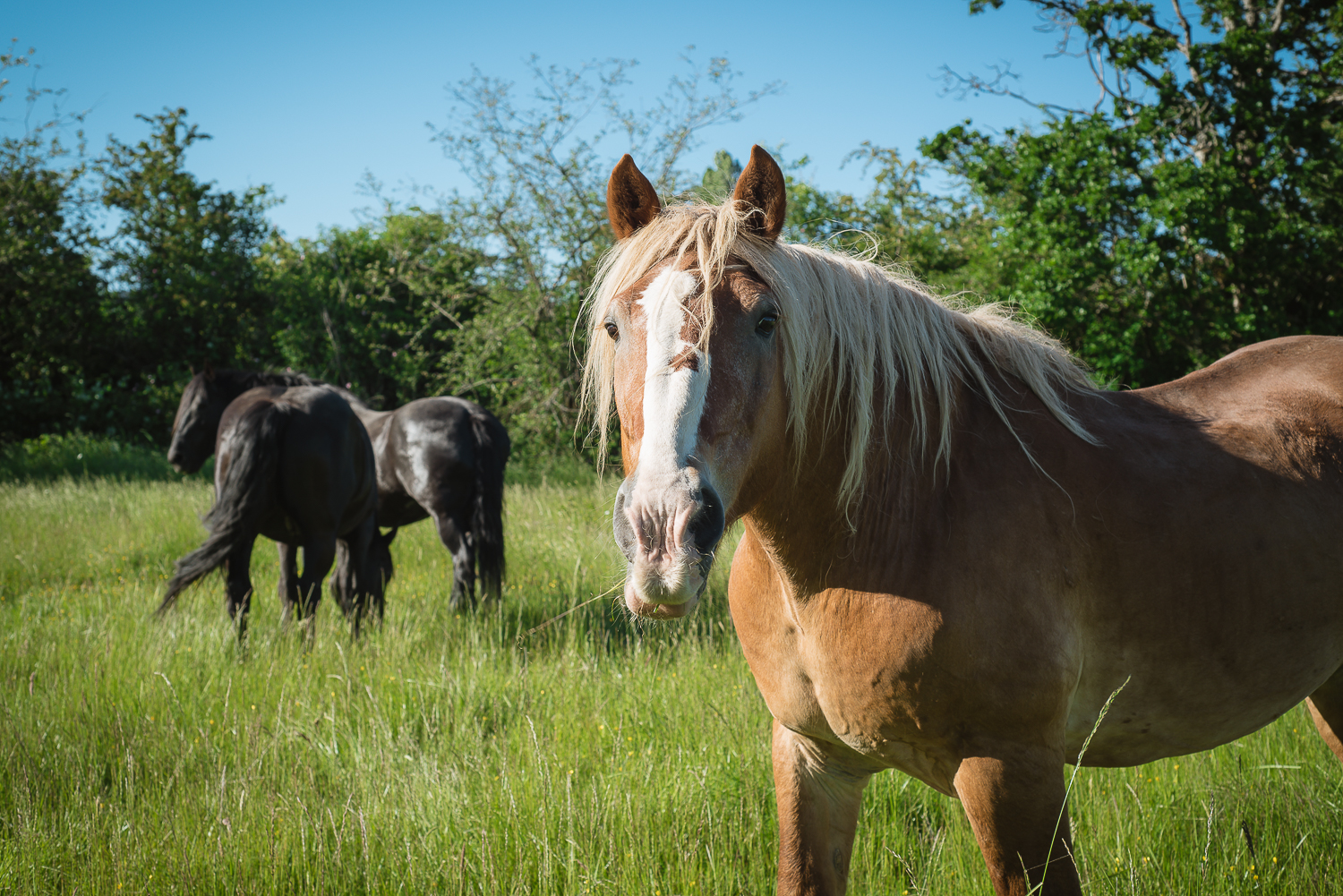   Horses restoring your true potential    Private   Group   Corporate  