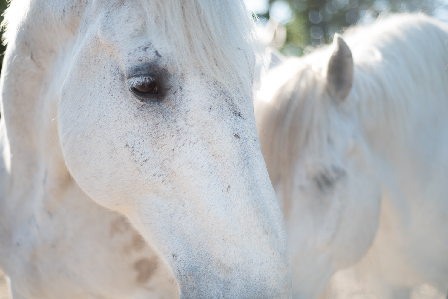   Horses restoring your true potential    Private   Group   Corporate  