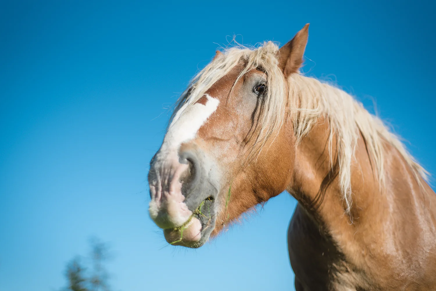 horse-wisdom-farm-31.jpg