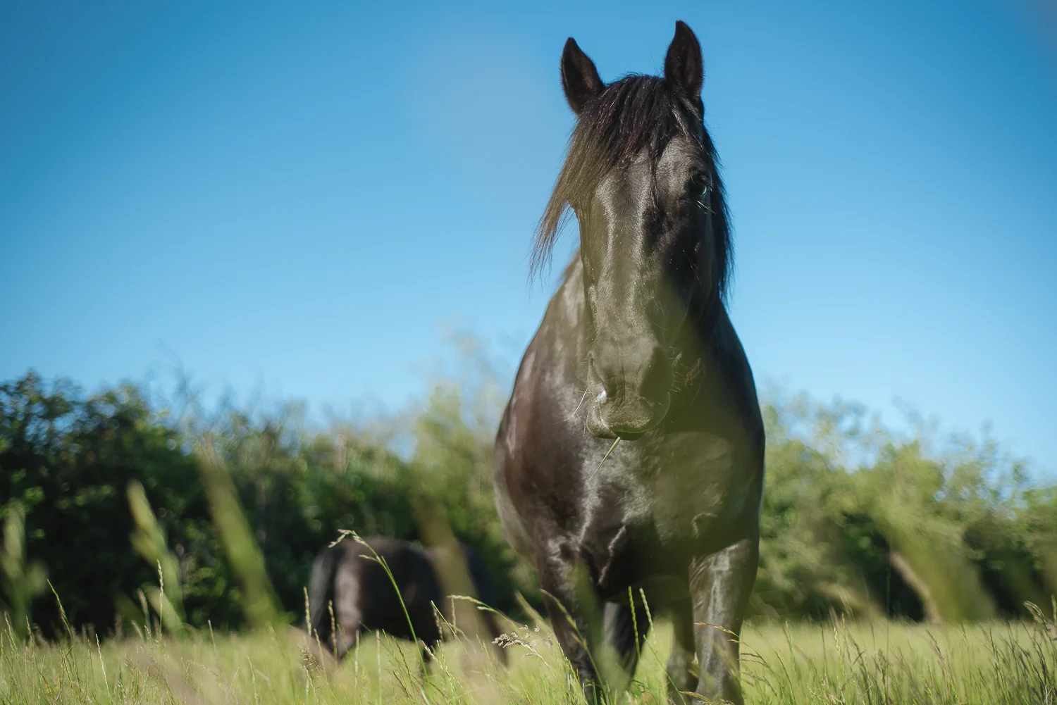 horse-wisdom-farm-37.jpg
