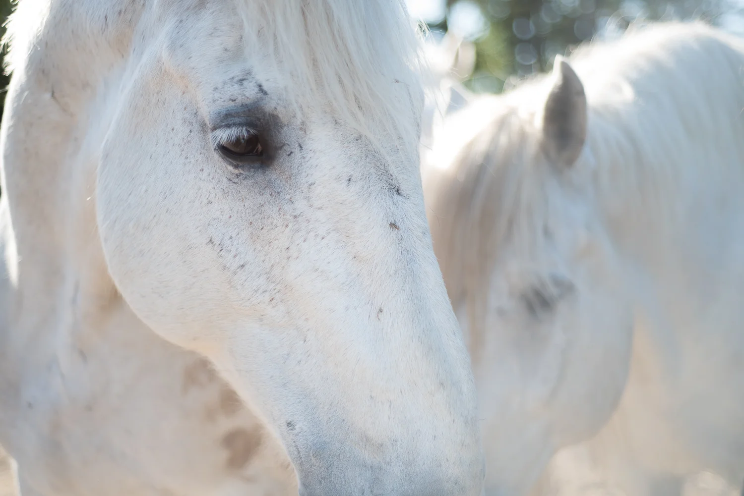 horse-wisdom-farm-41.jpg