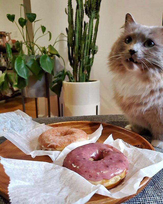 We love all your at-home doughnut pics (especially ones featuring your animal friends!) like this adorable photo of @munchkinstevie choosing between cinnamon sugar and blueberry 💚 You&rsquo;ve also been sending such kind messages thanking us for bri