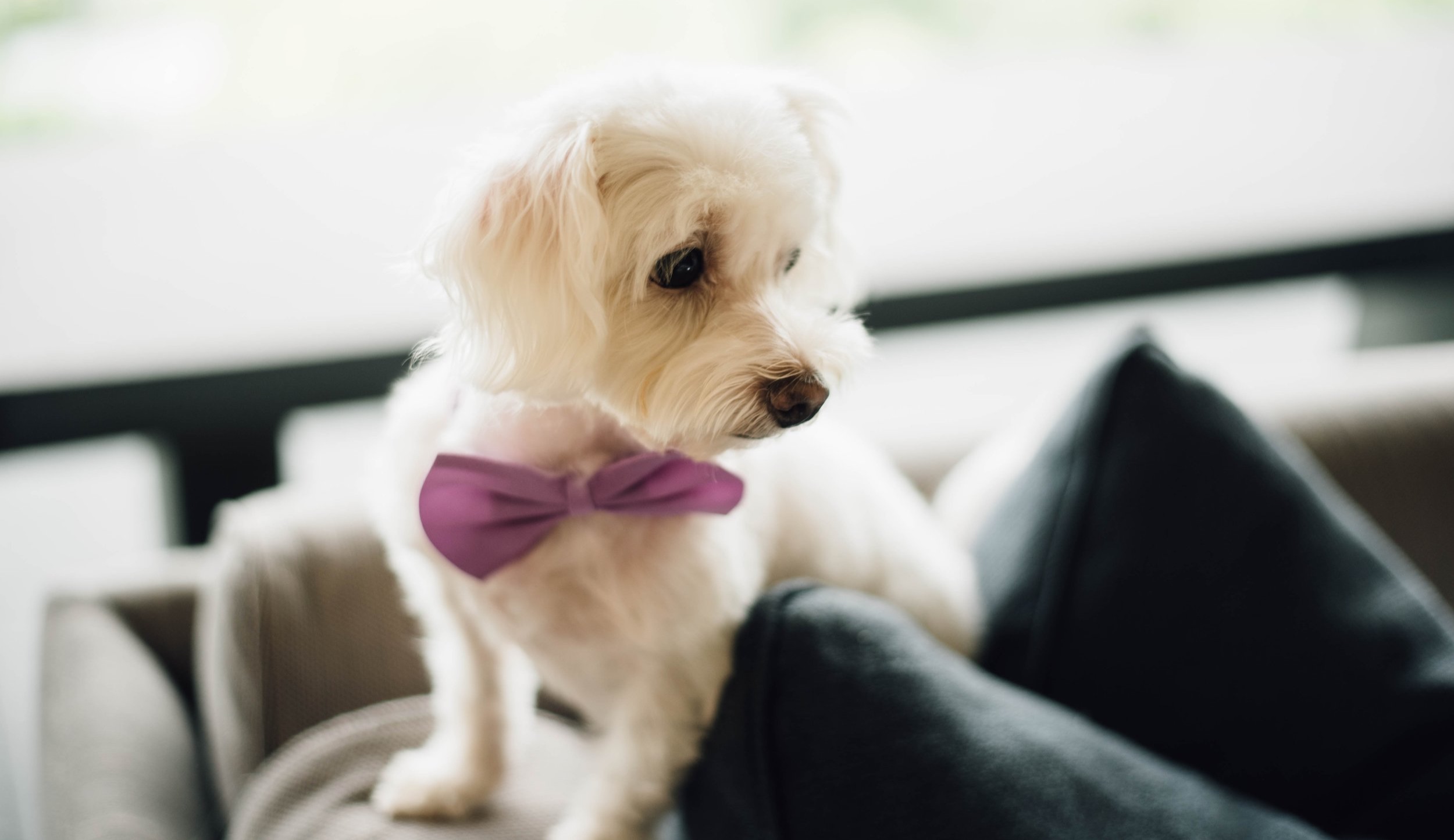 wedding+dog.jpg