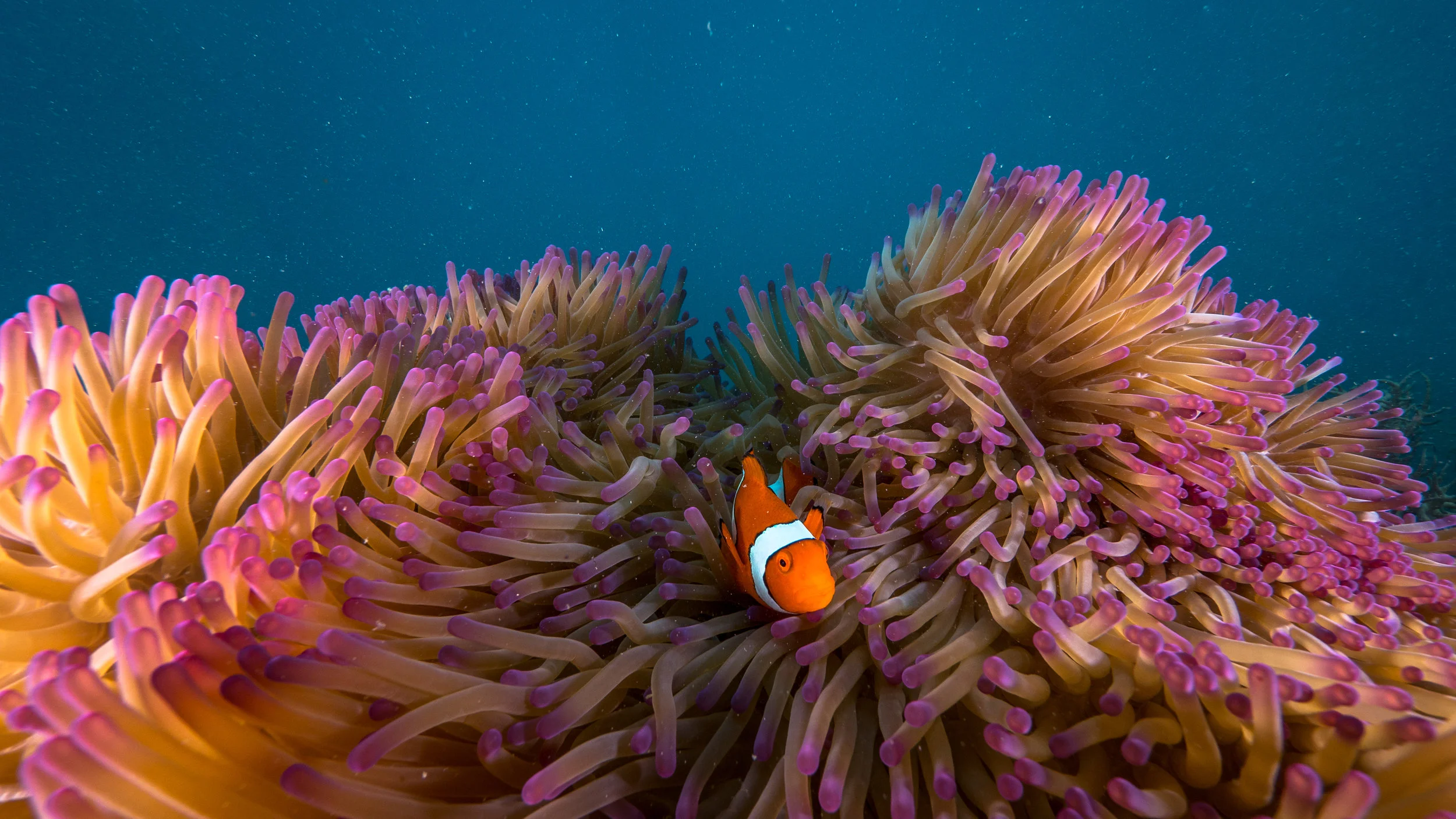 3.Clownfish.jpg