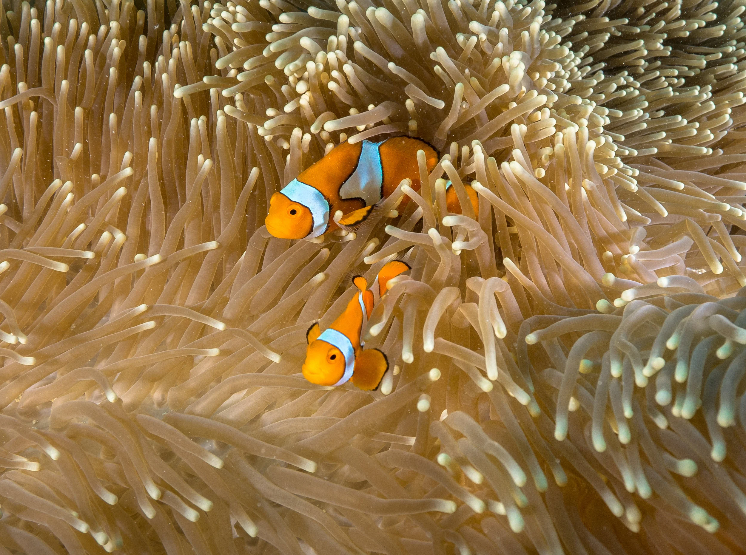 12.DualClownfish.jpg
