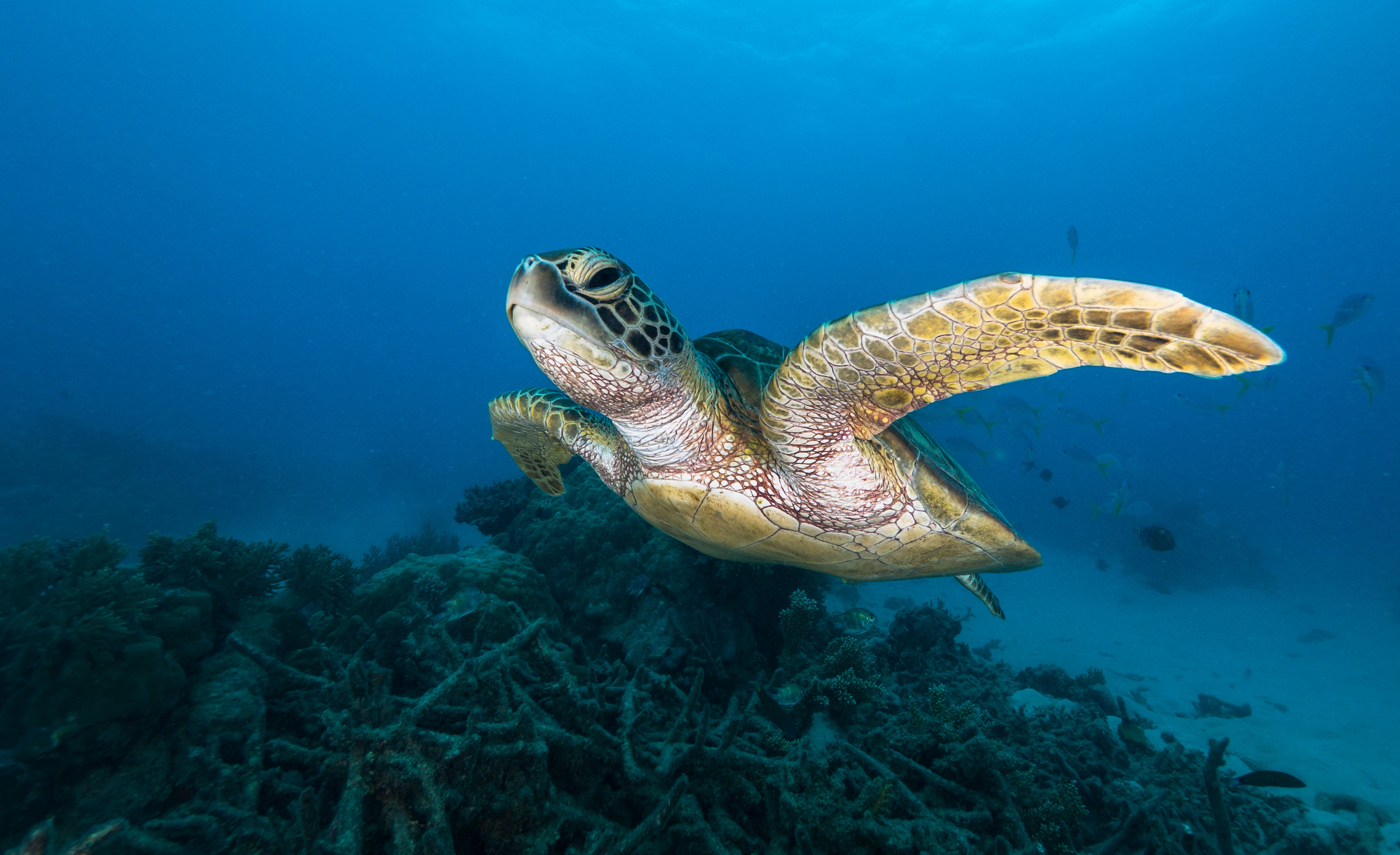 17.Turtle + Dead Coral.jpg