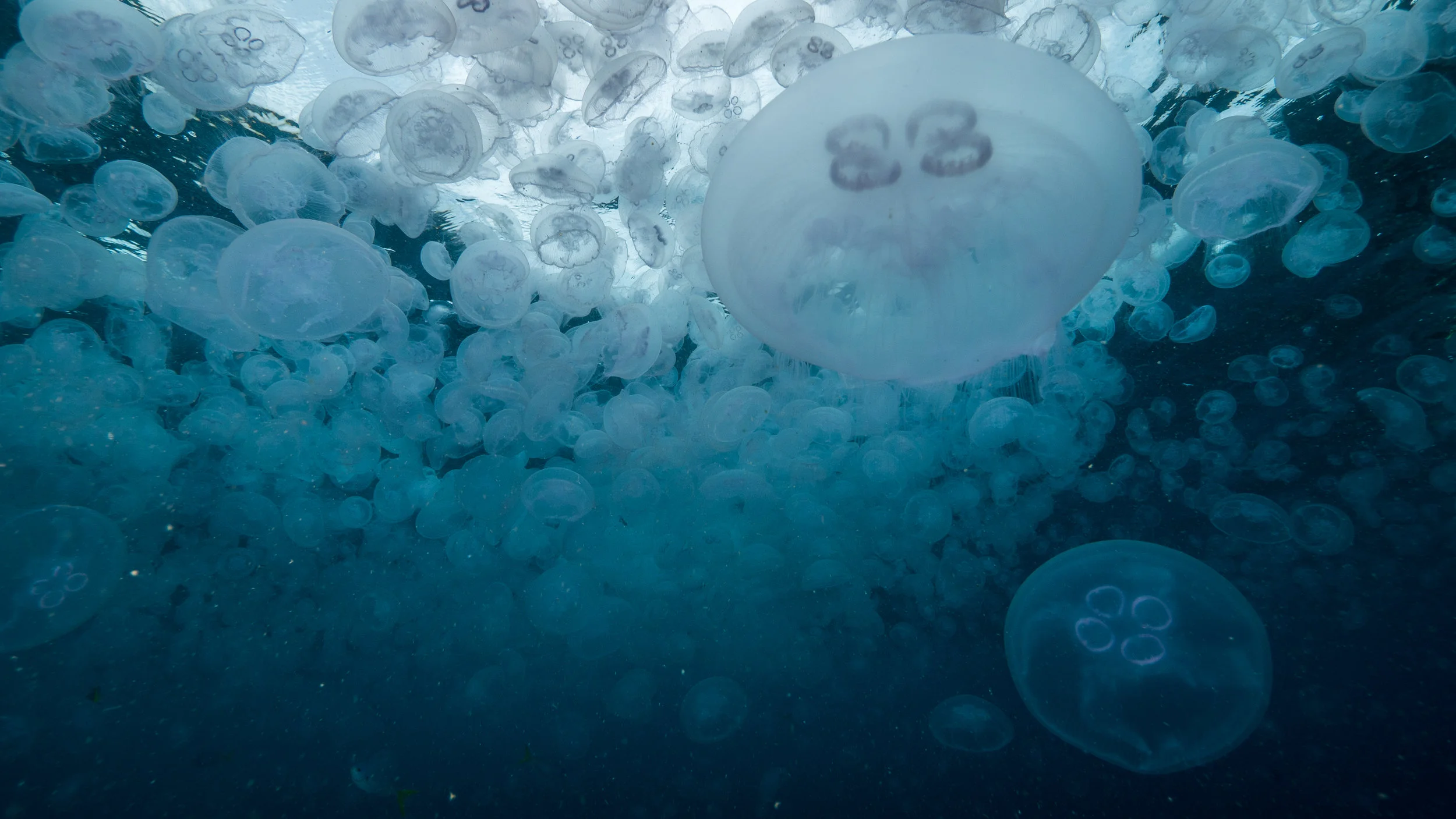 19.MoonJellyfishWall3.jpg