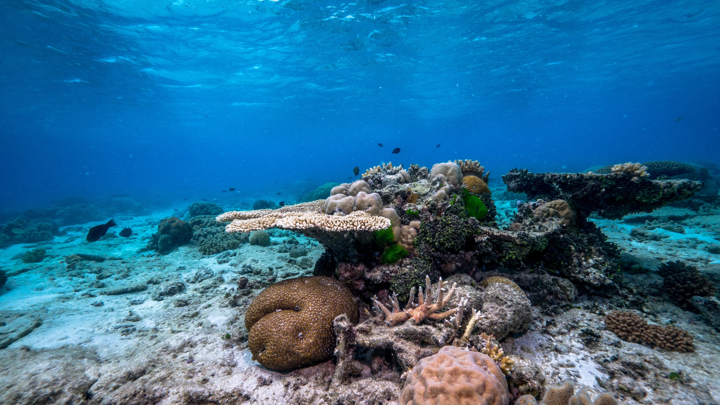 23.CoralBommie_Dead surroundings.jpg