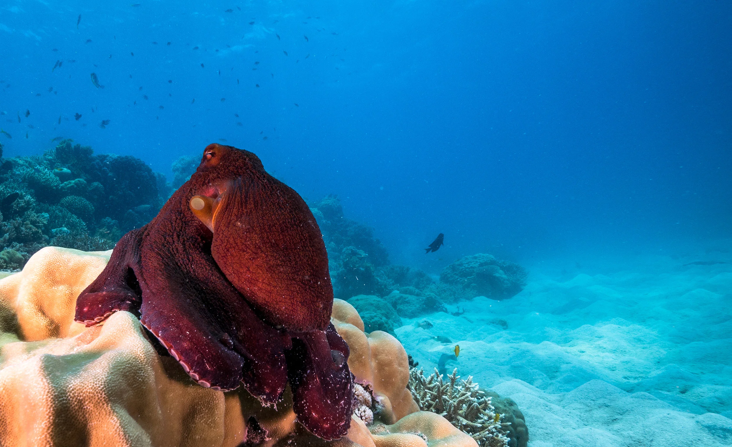 34.Octopus2.jpg
