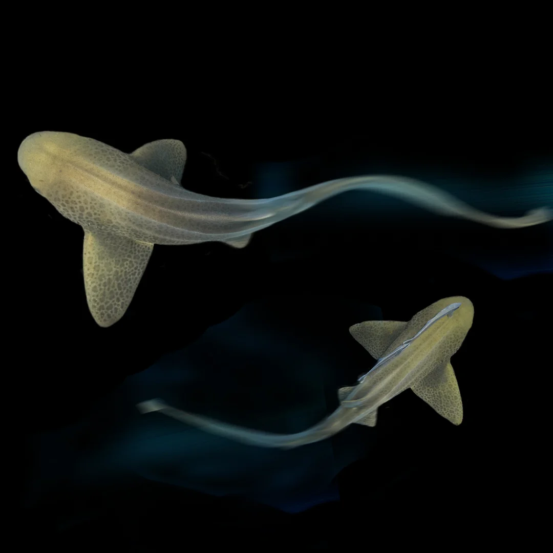 Leopard Sharks.jpg