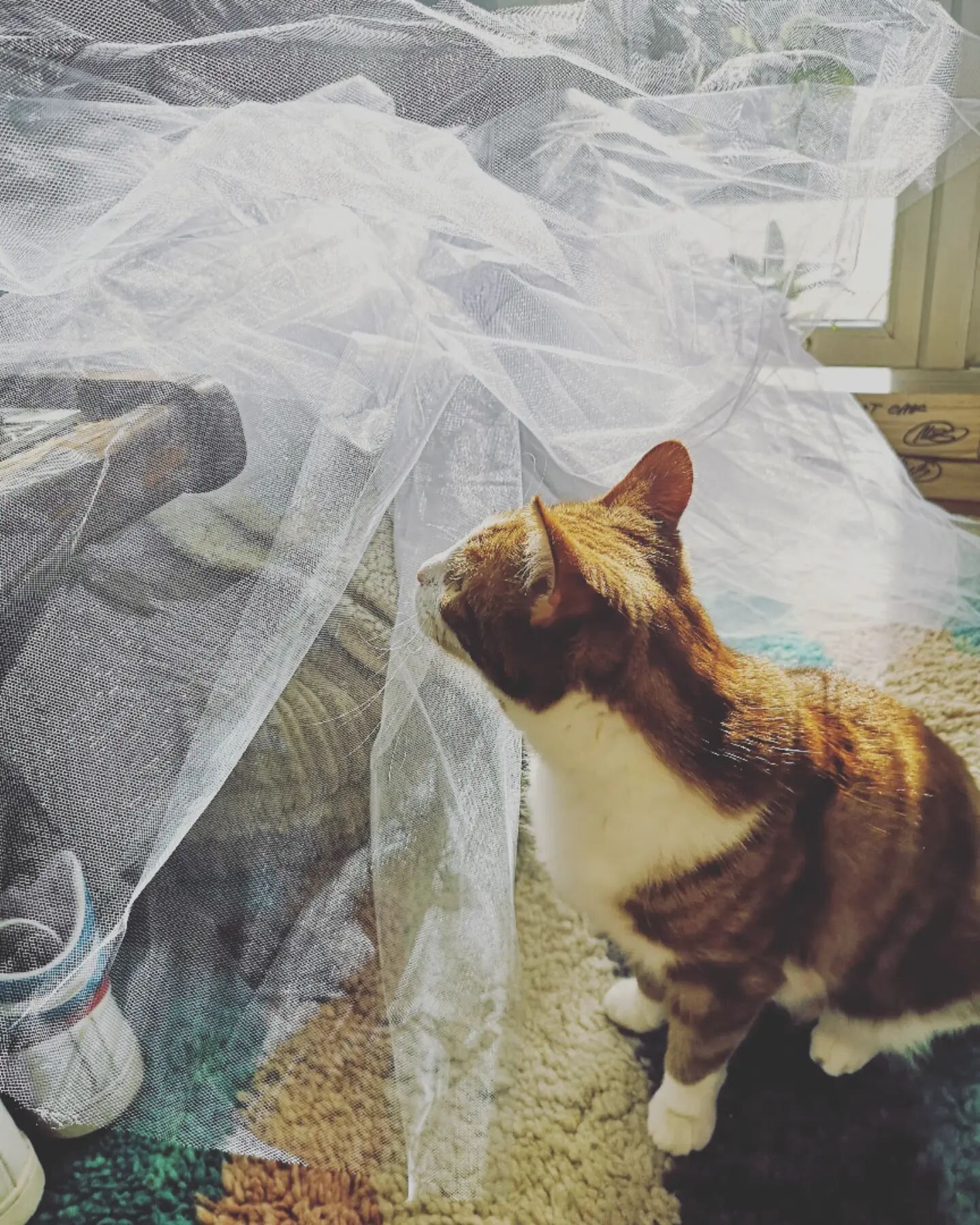Jesse checking over the tutus for our Easter Showcase which is THIS WEEKEND! Not stressed at all, nope, not me 😅
.
.
.
#show #tutu #catsofinstagram #cats #dancestudio #dancers_and_dance #dance #ballet