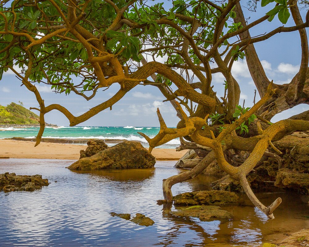 Twisted Trees - Kauai, Hawaii