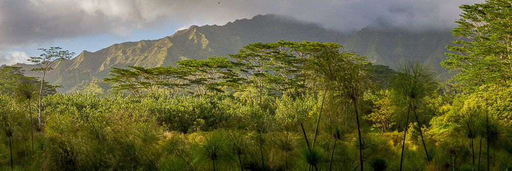 Ancient Lands 3 - Trees  (Kauai, Hawaii)