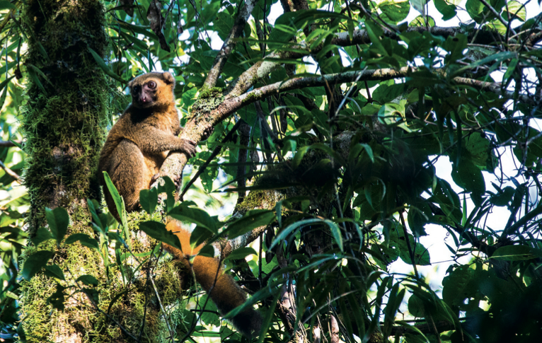 lemur-madagascar-tyson-jopson.png