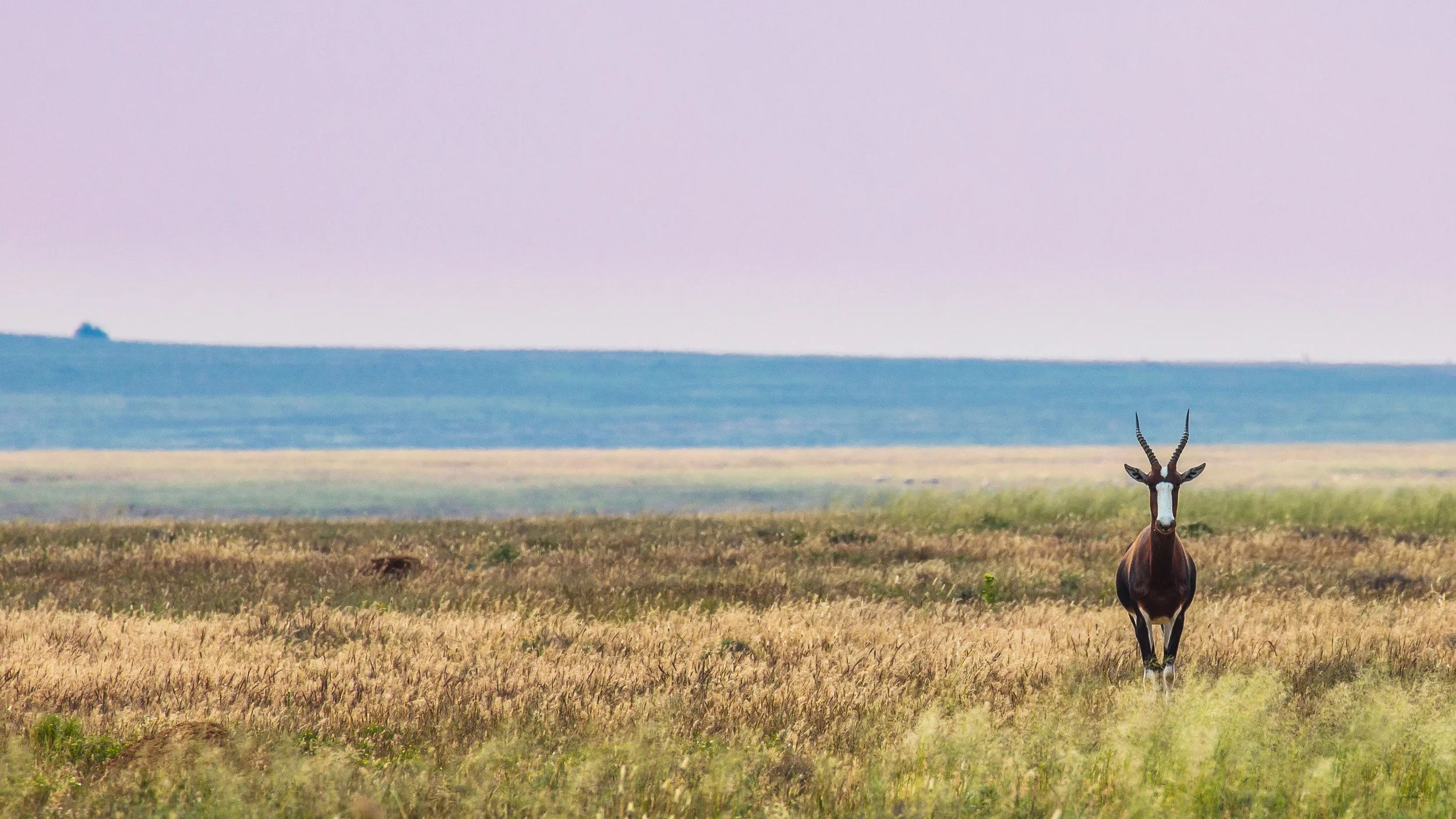 blesbok-free-state-1.jpg