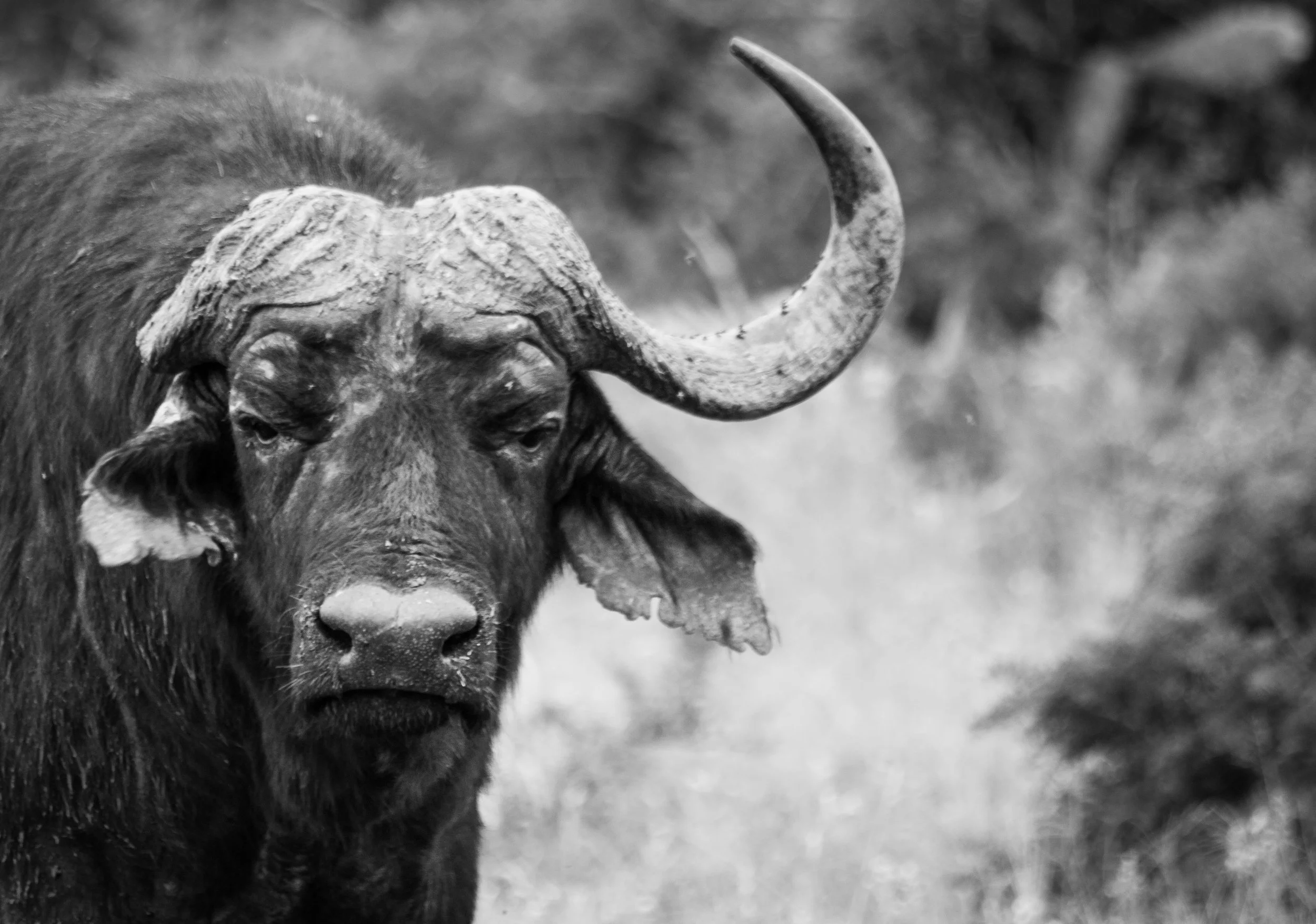 buffalo-addo-elephant-national-park-tyson-jopson-1.jpg
