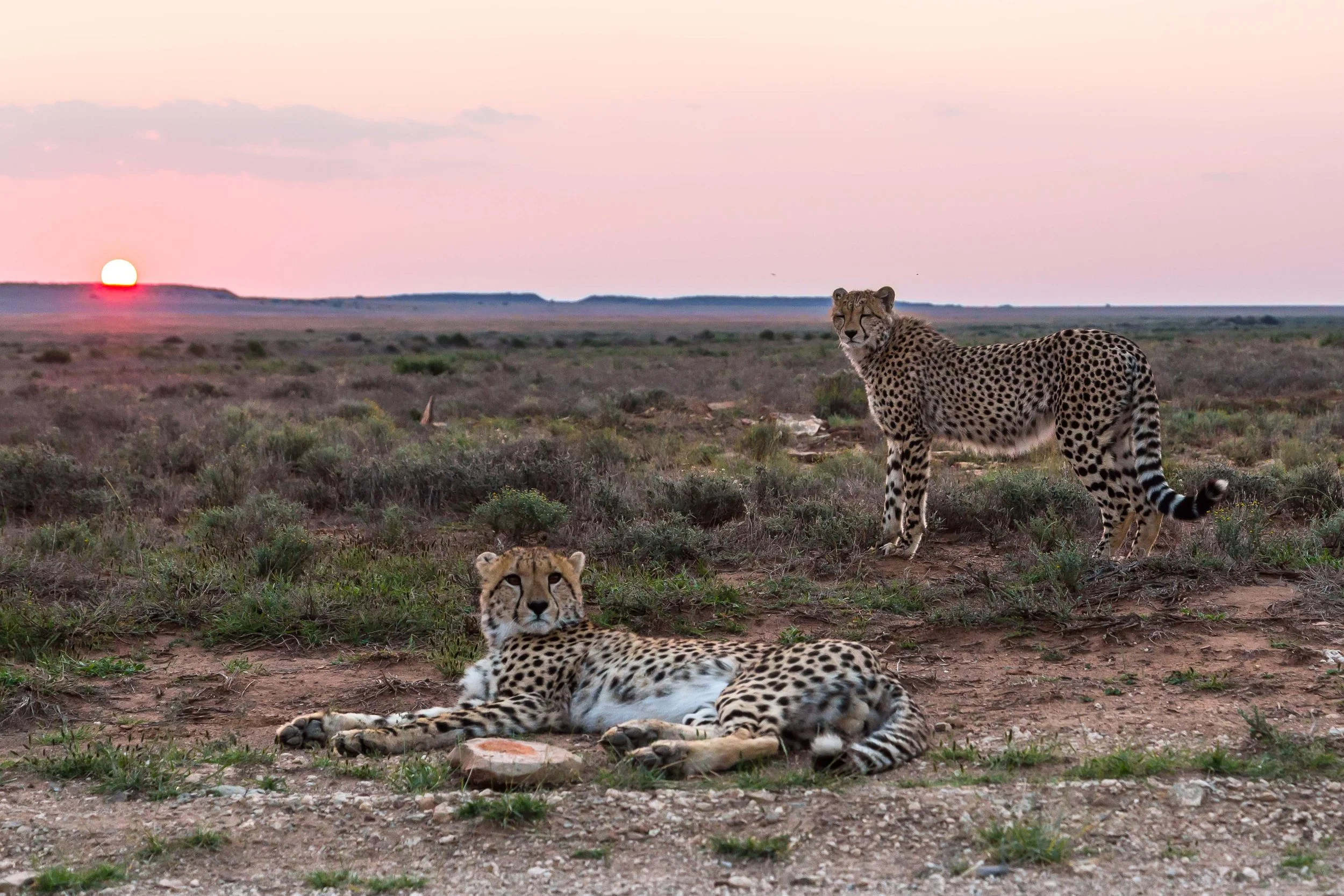 cheetahs-free-state-1.jpg