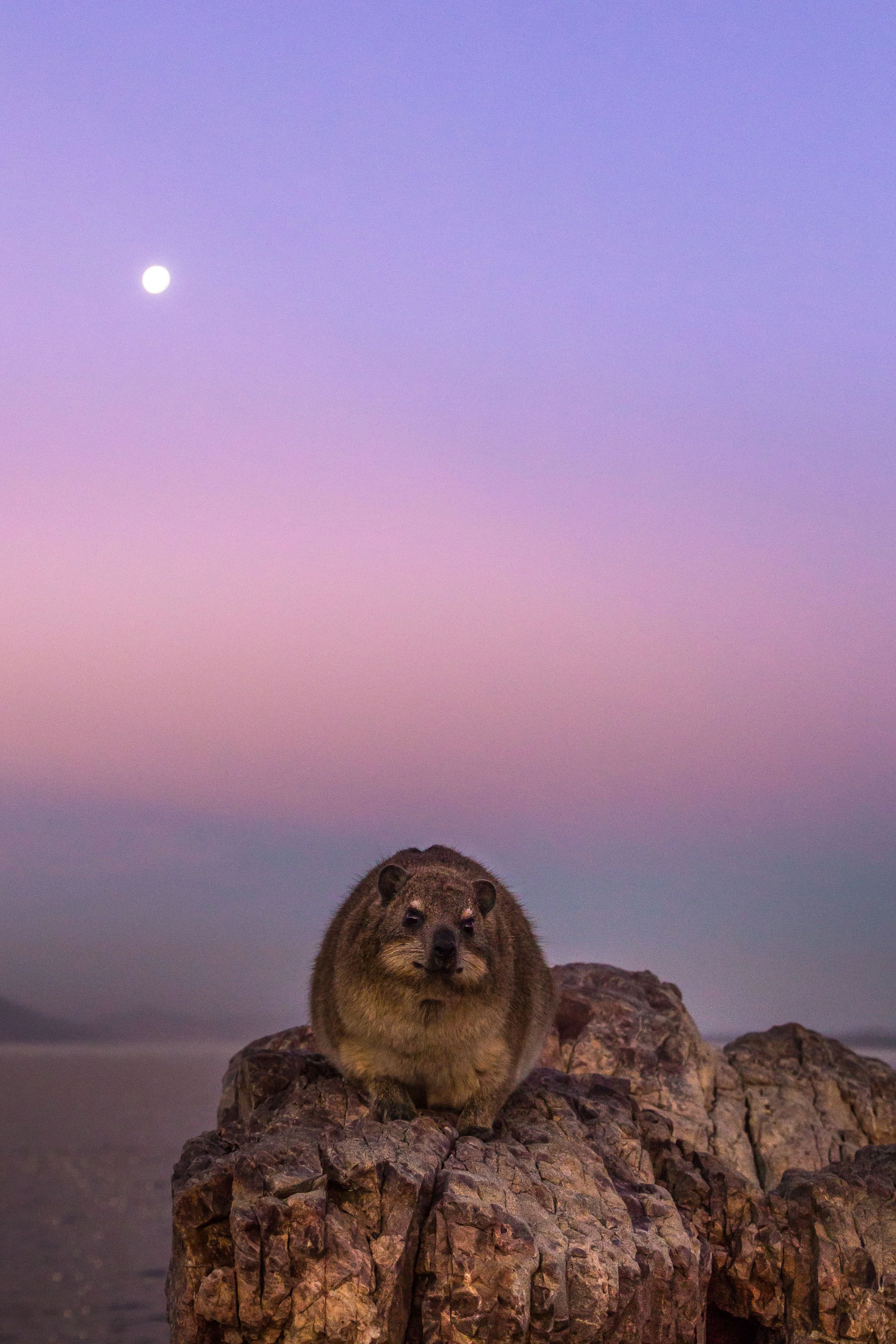dassie-hermanus-western-cape-tyson-jopson-1.jpg
