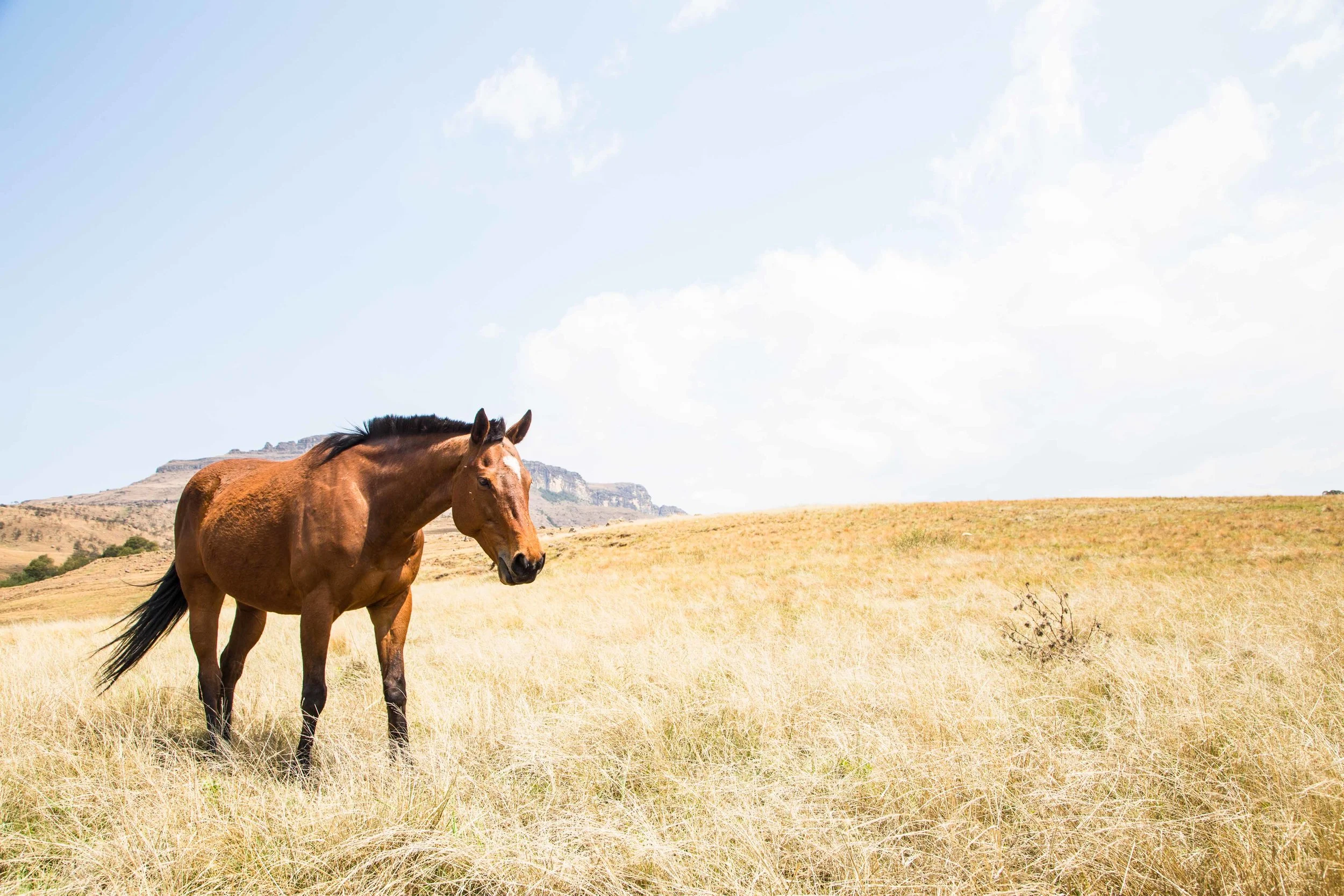 horse-drakensberg-kzn-tyson-jopson-1.jpg
