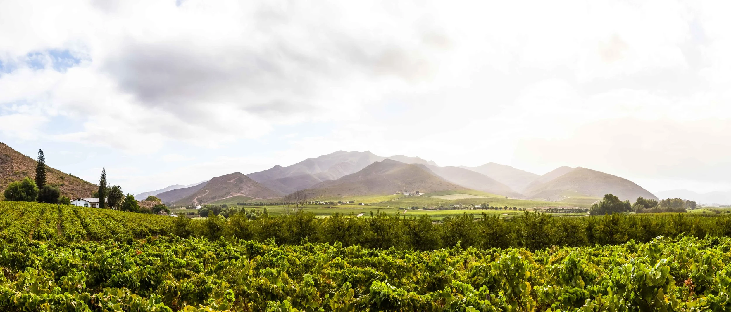 robertson-cape-winelands-tyson-jopson-1.jpg