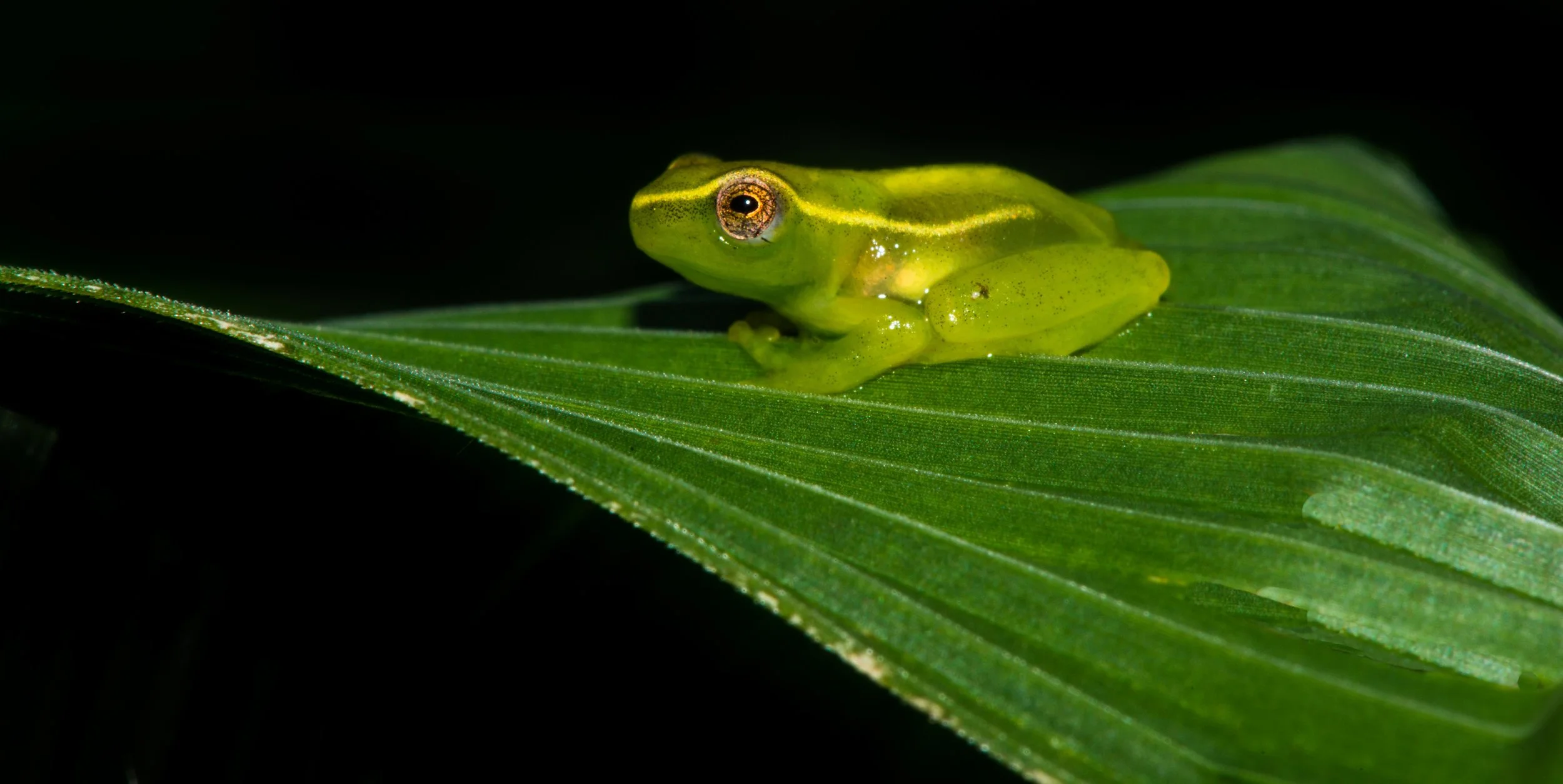 tinker-reed-frog-umtumvuna-nature-reserve-tyson-jopson-1.jpg