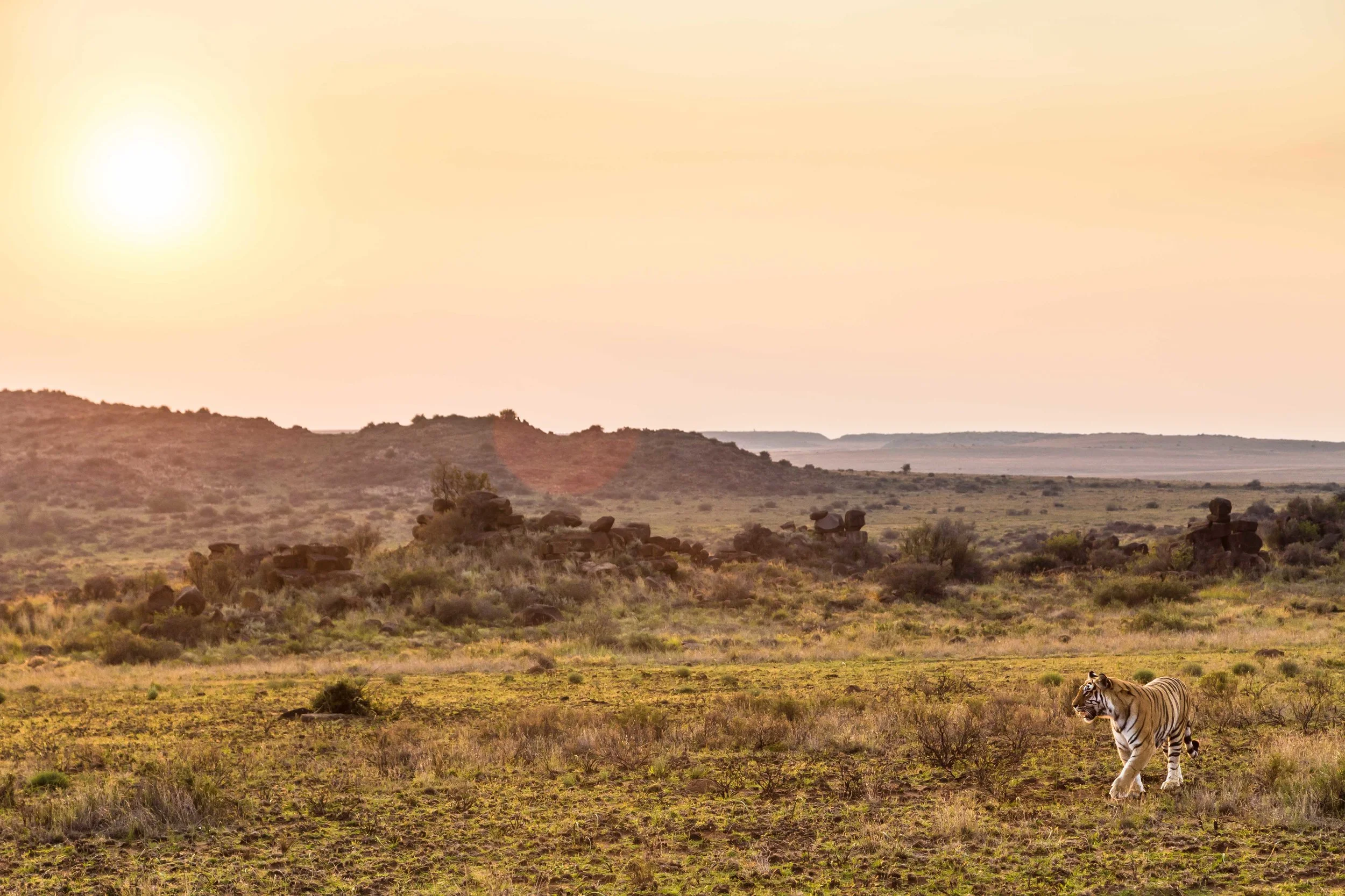 tiger-free-state-1.jpg