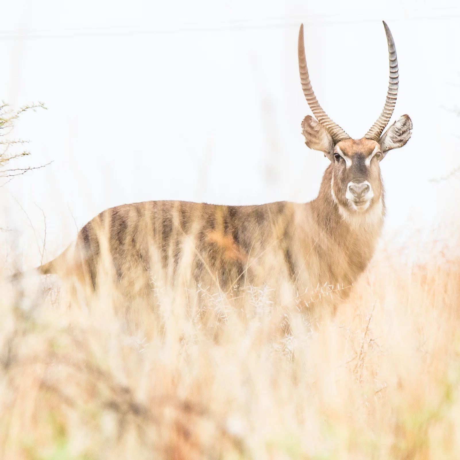 waterbuck-weenan-nature-reserve-kzn-tyson-jopson-1.jpg