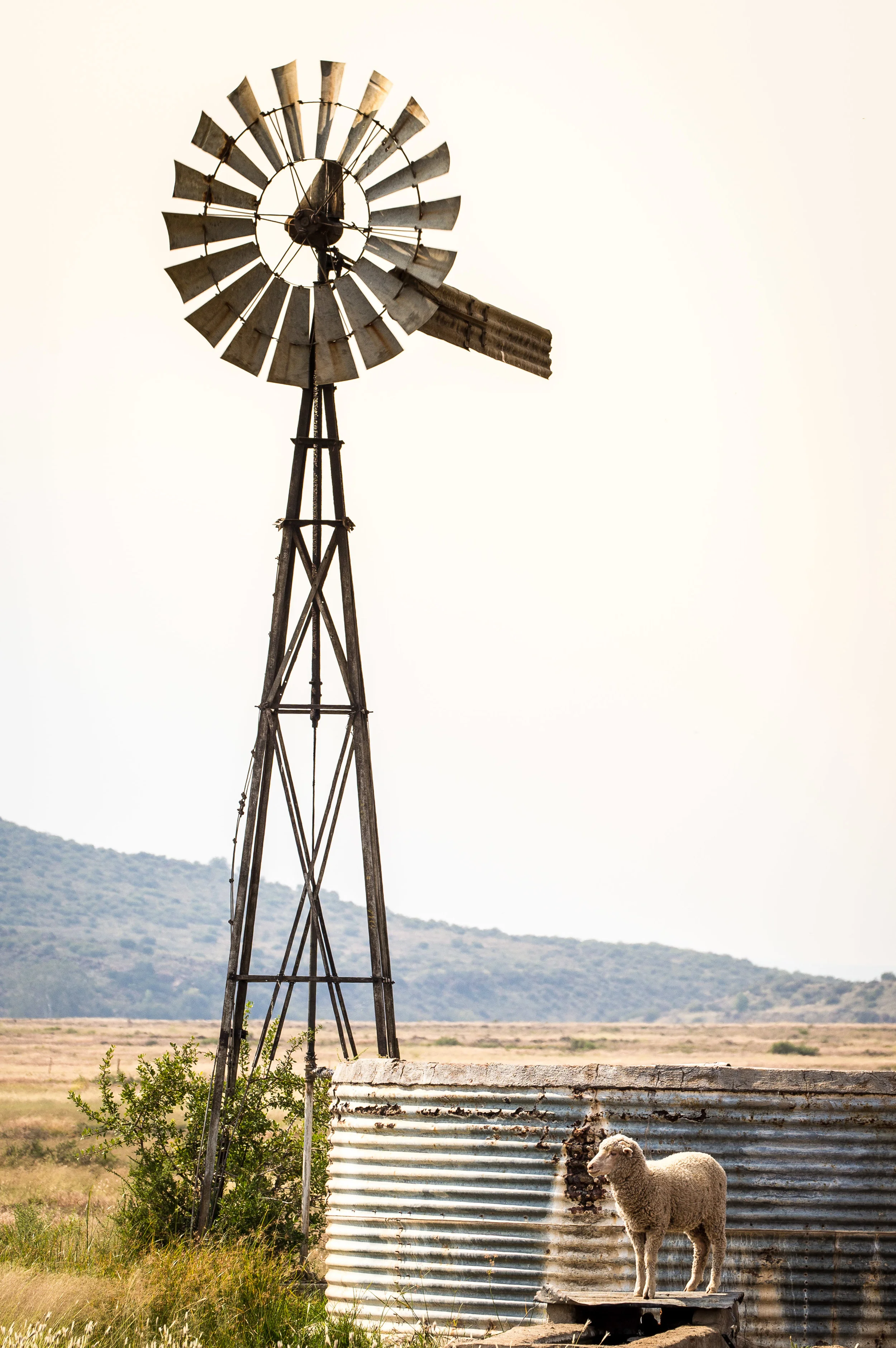windmill-free-state-1.jpg
