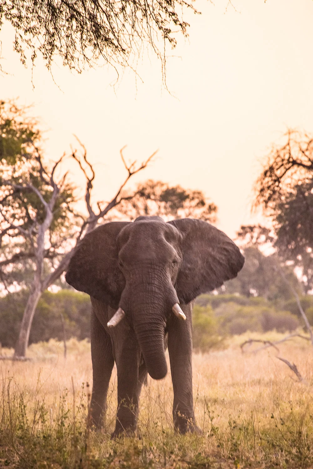 botswana-13.jpg