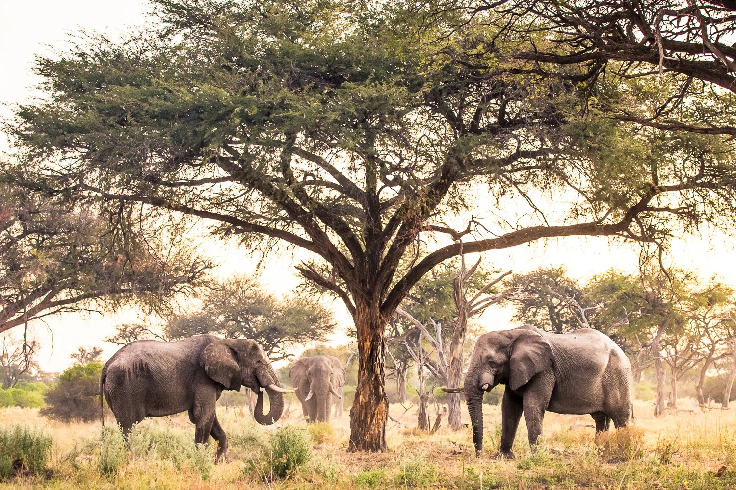 botswana-12.jpg