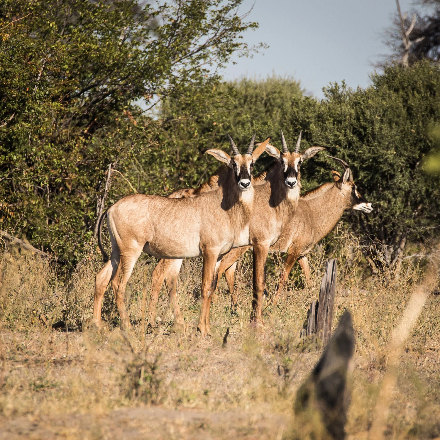 botswana-15.jpg