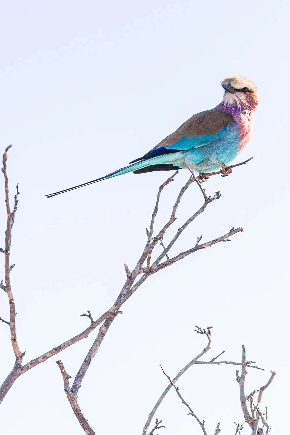 botswana-18.jpg