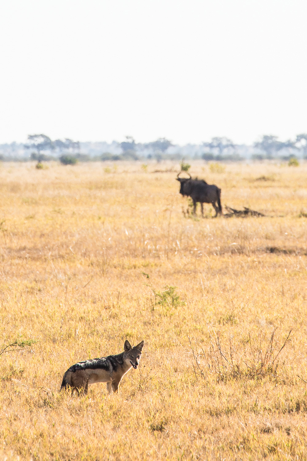 botswana-22.jpg
