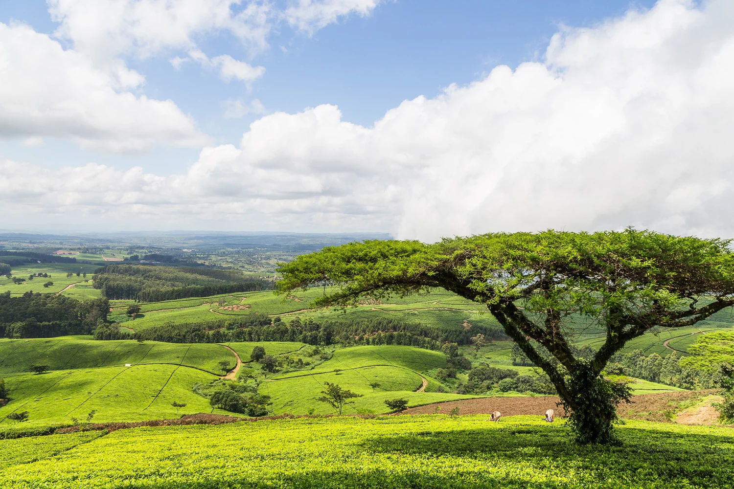 malawi-27.jpg