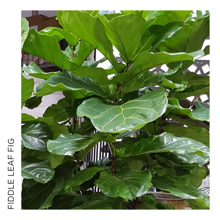 GL_Ficus_lyrata_01-768x768.jpg