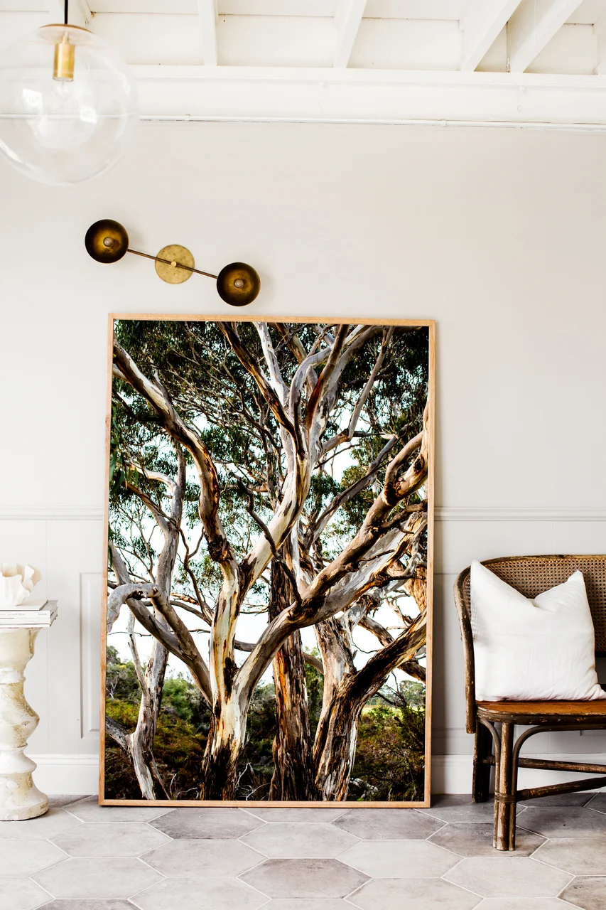 eucalyptus-xl__17946.1532937110.1280.1280.jpg