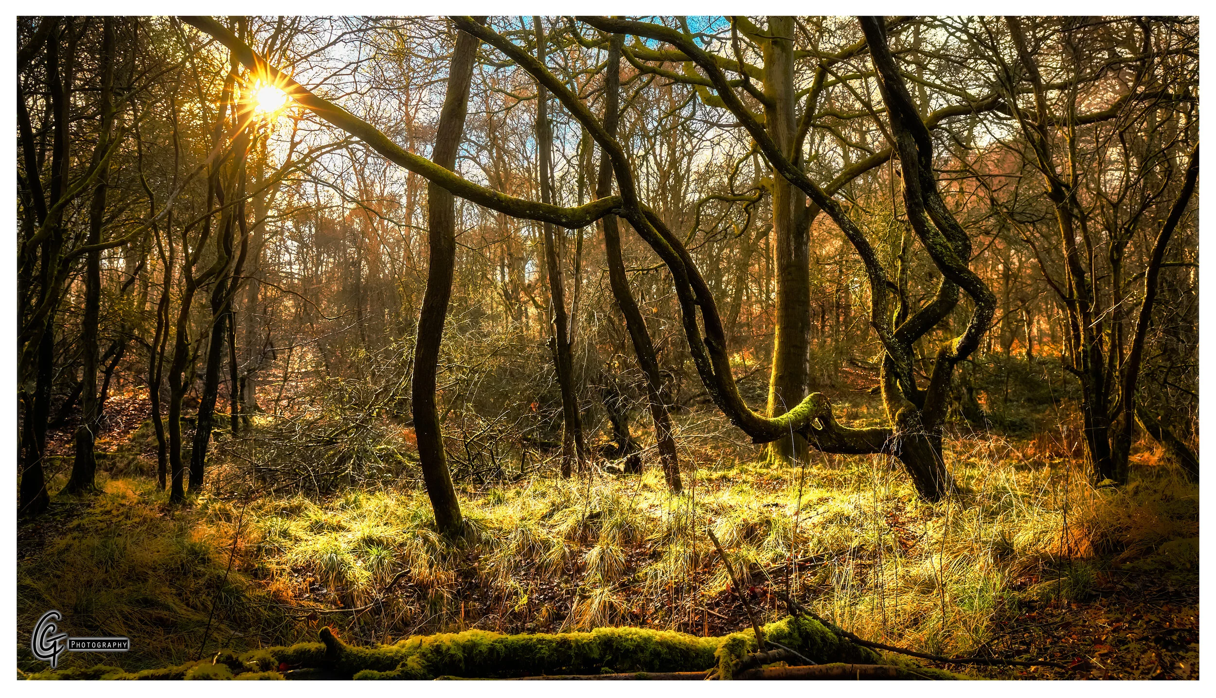 Forest Sunset border.jpg