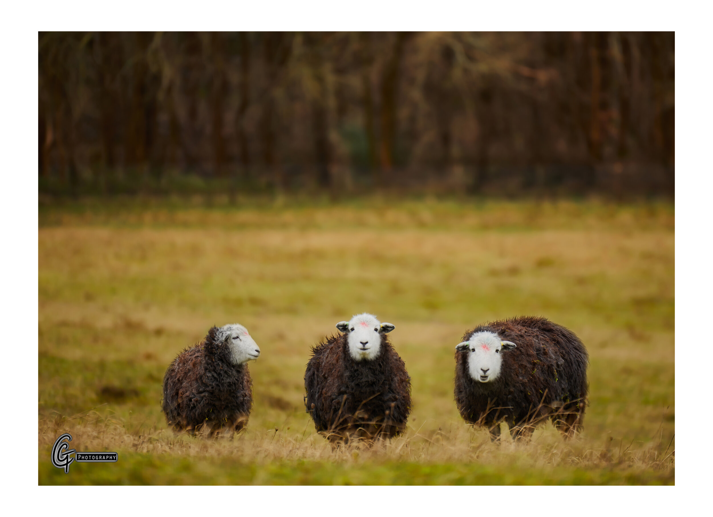 Sheep (border).jpg