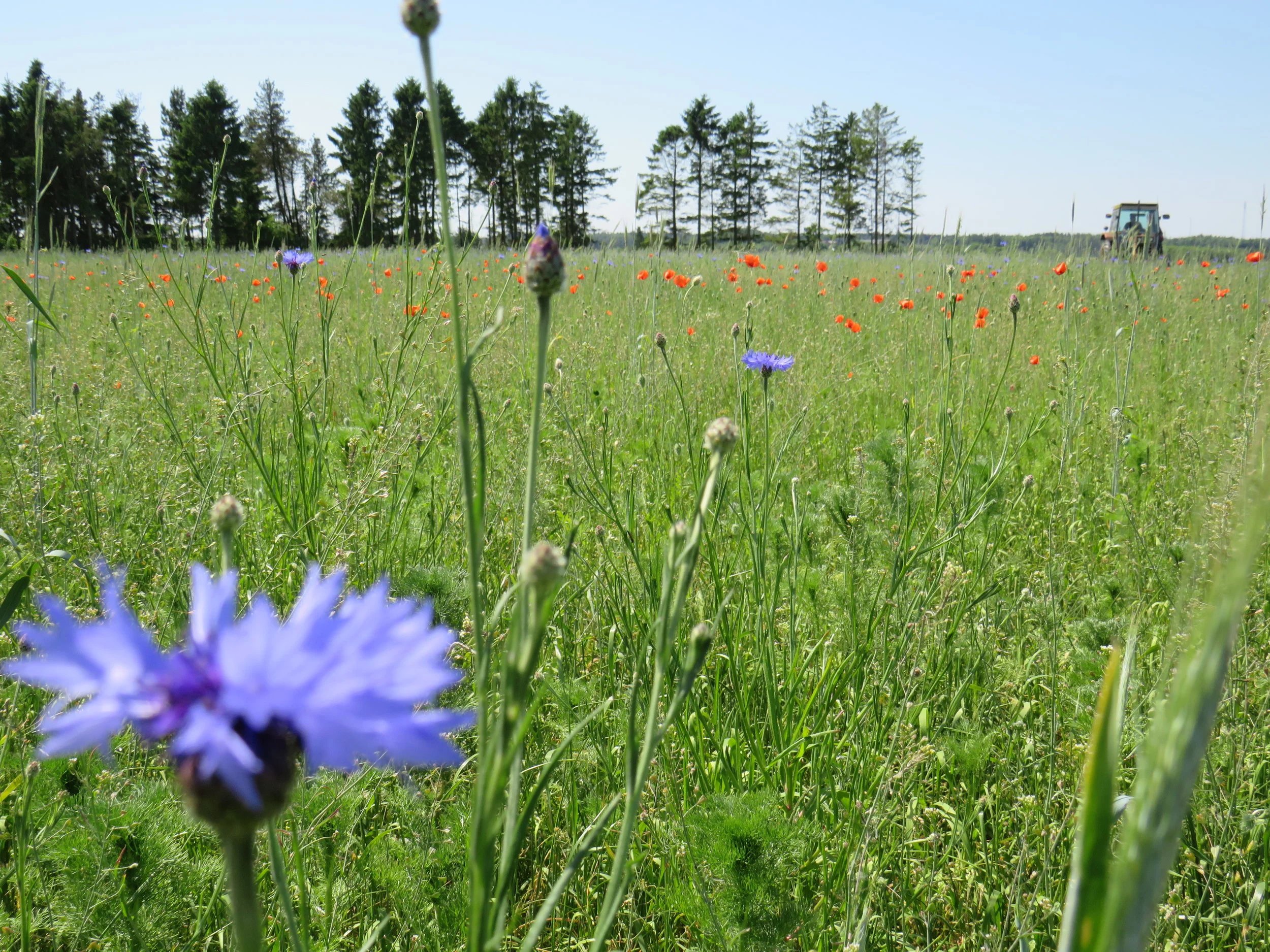 Det første slet hø er slået på Bøgelund