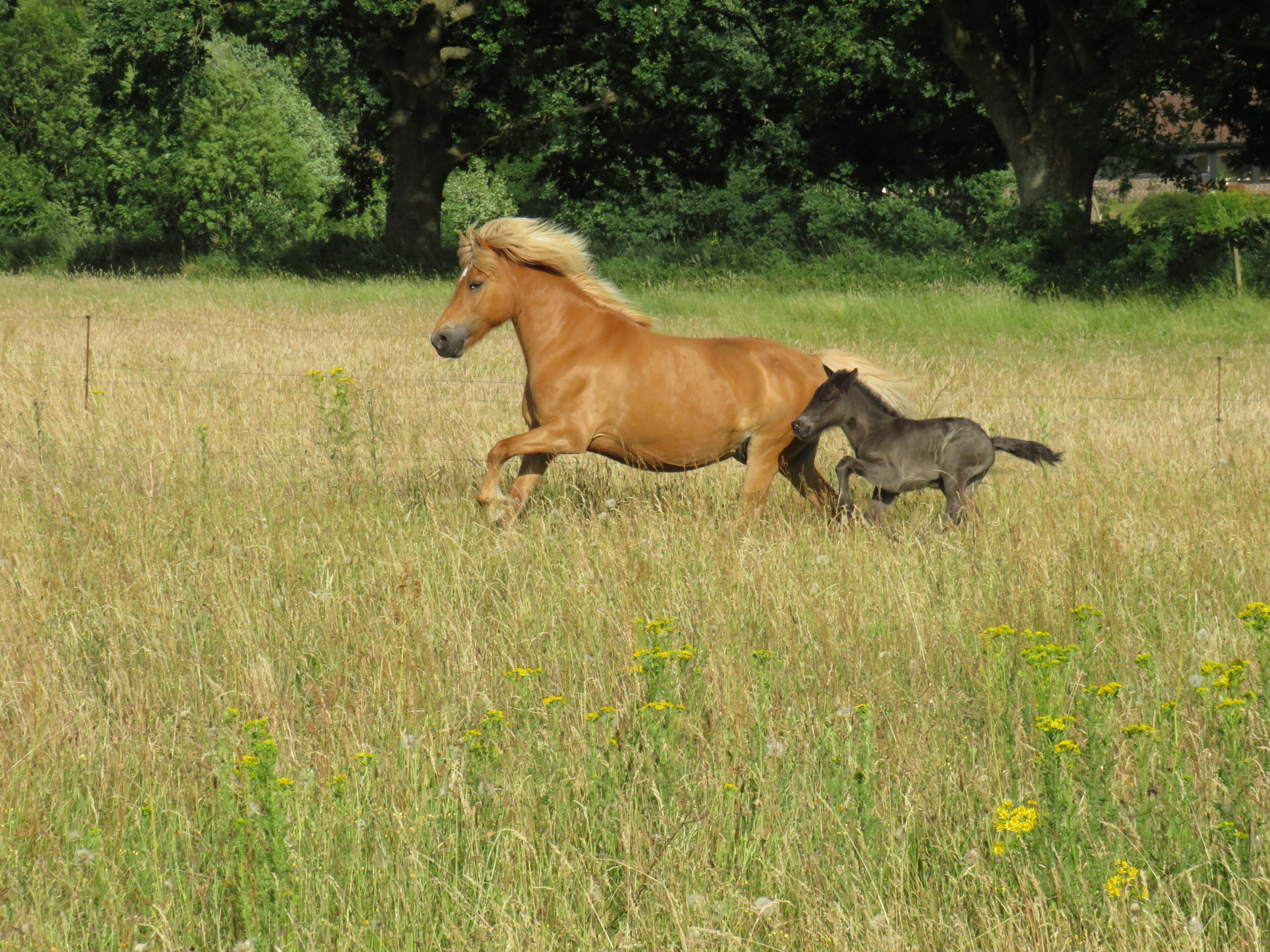 Velkommen til året føl på Bøgelund Heste - Ás fra Bøgelund