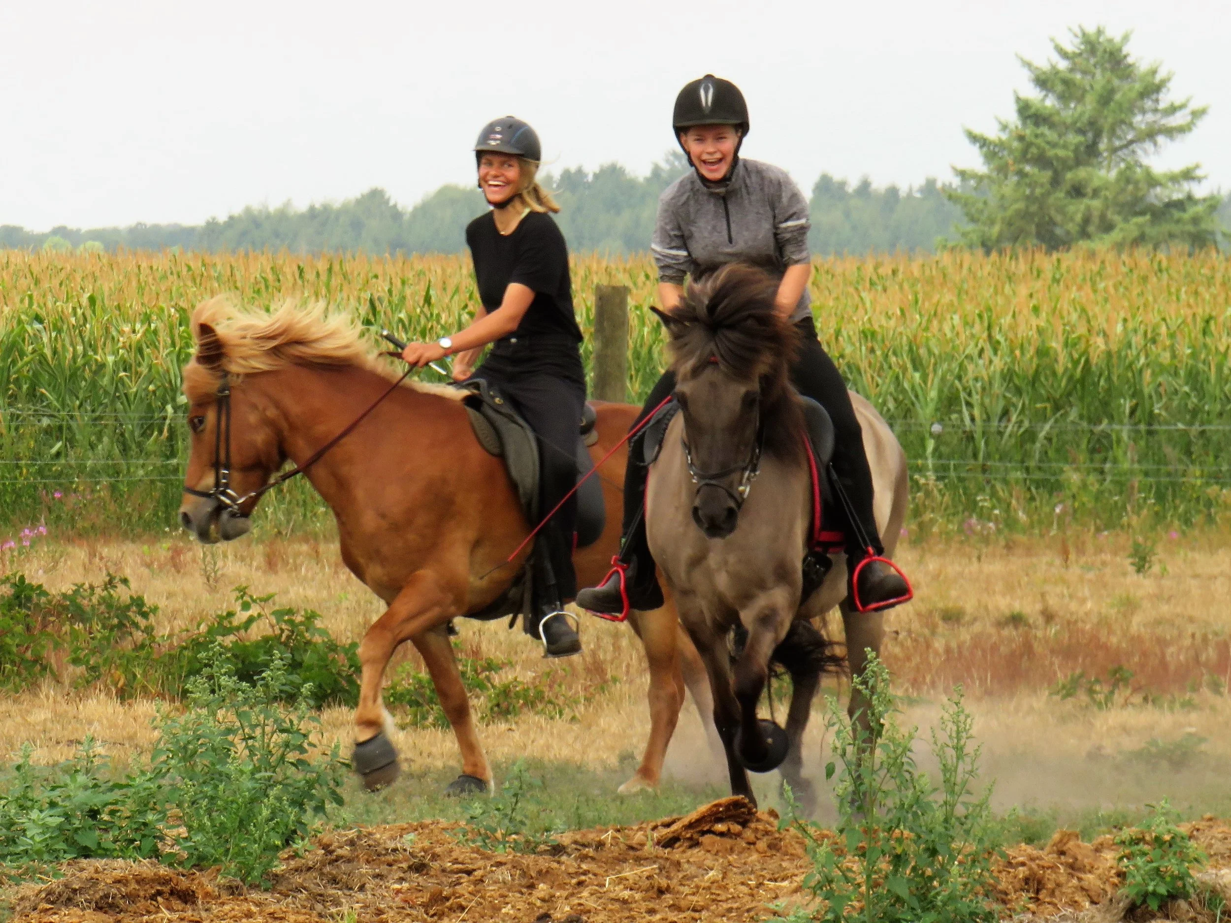 Fuld gang i ridelejr på Bøgelund Heste
