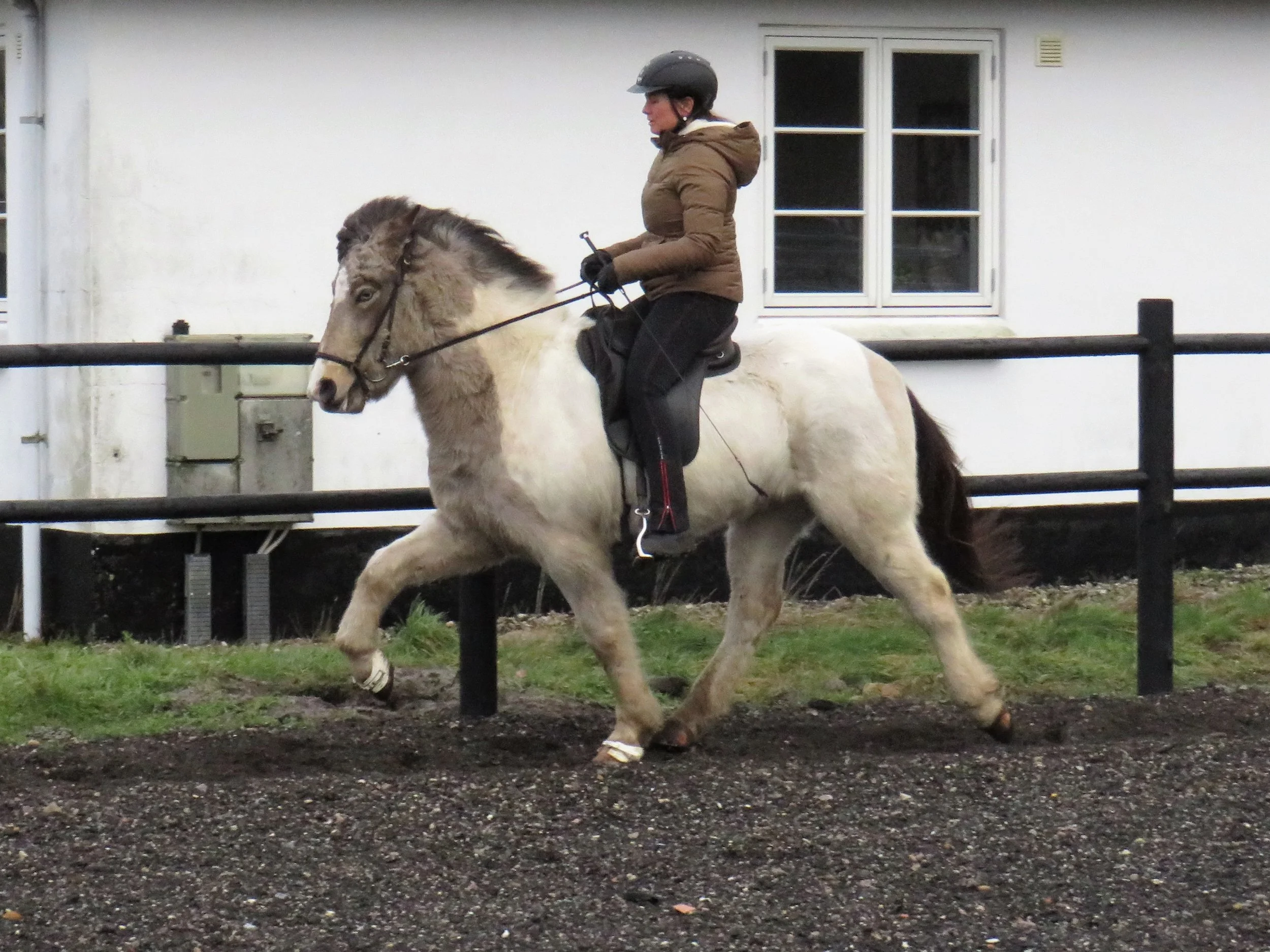 Fra unghest til ridehest