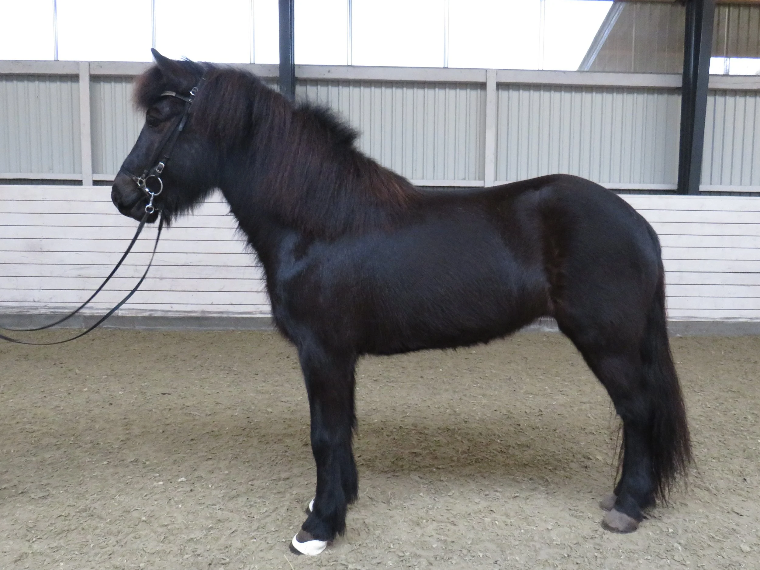  SOLGT - ÞRUMA FRA HOLLA - NO2011209094 - SOLGT