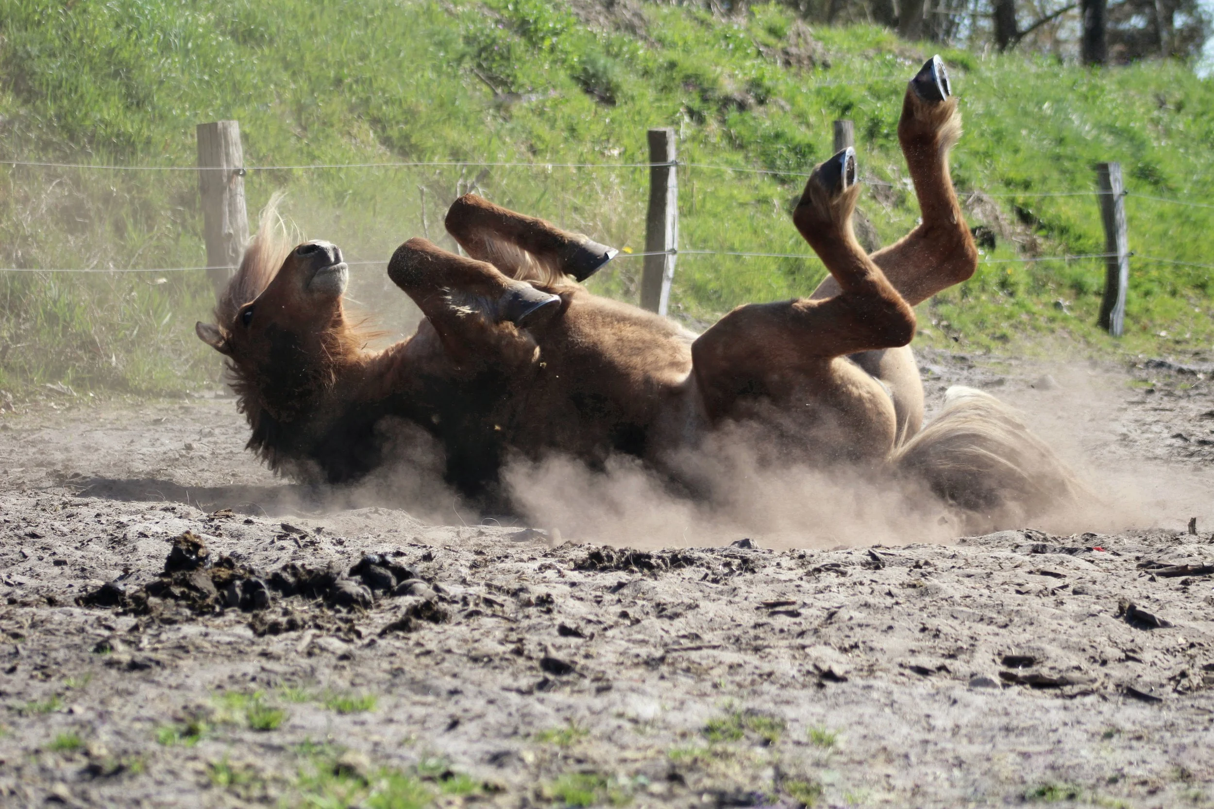 Er du vores nye staldhjælp?