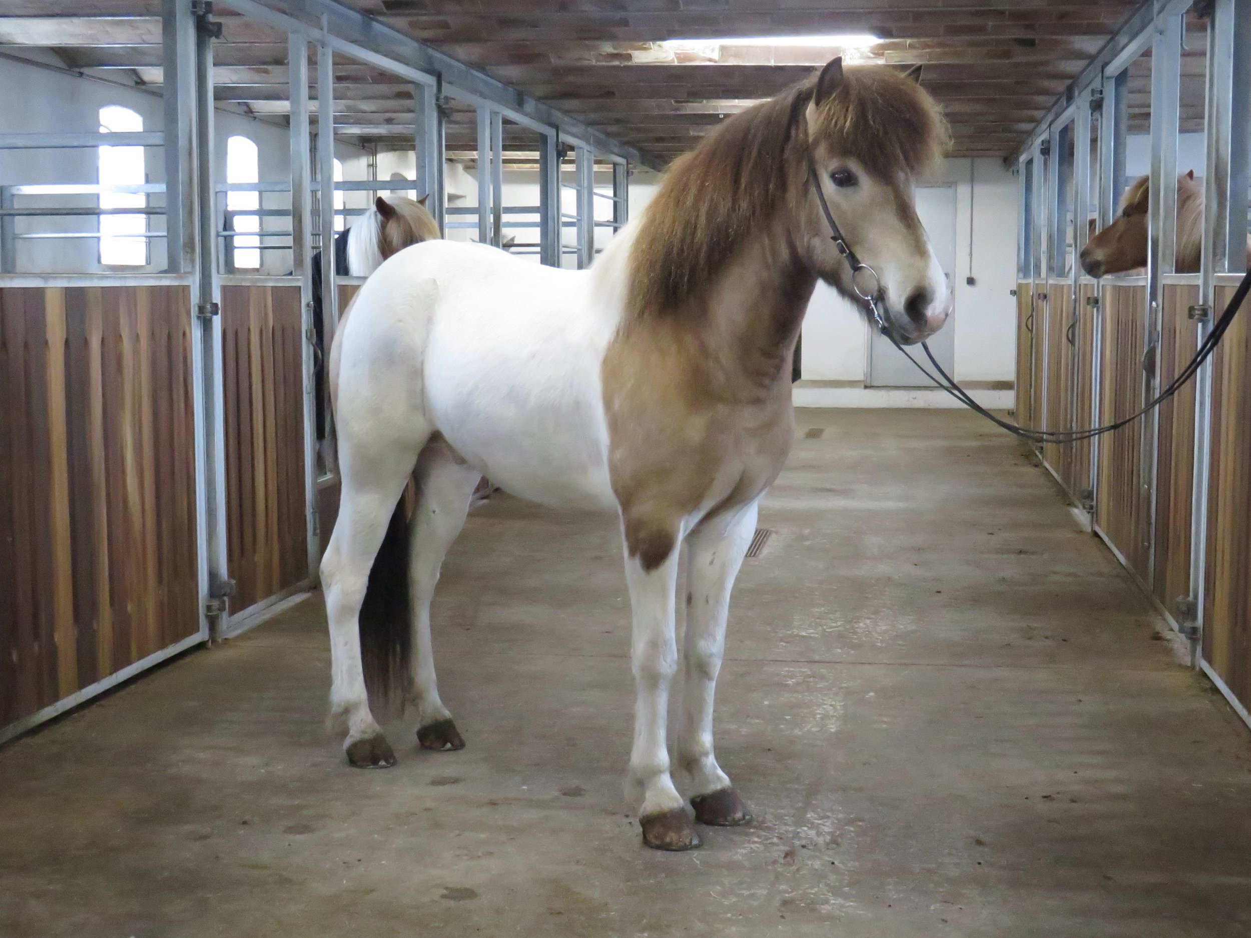 SOLGT - Skelfir fra Bakkegården II - DK2014100458