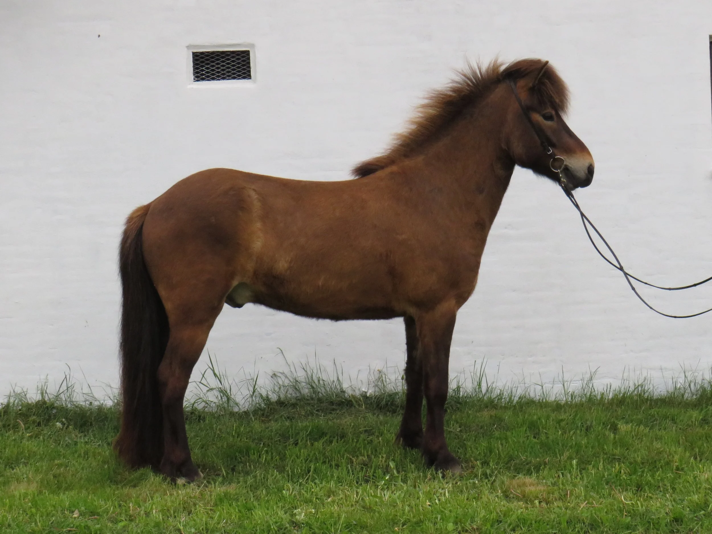 SOLGT - VIGLUNDUR FRA TINDSKADI - DK2014100469 - SOLGT