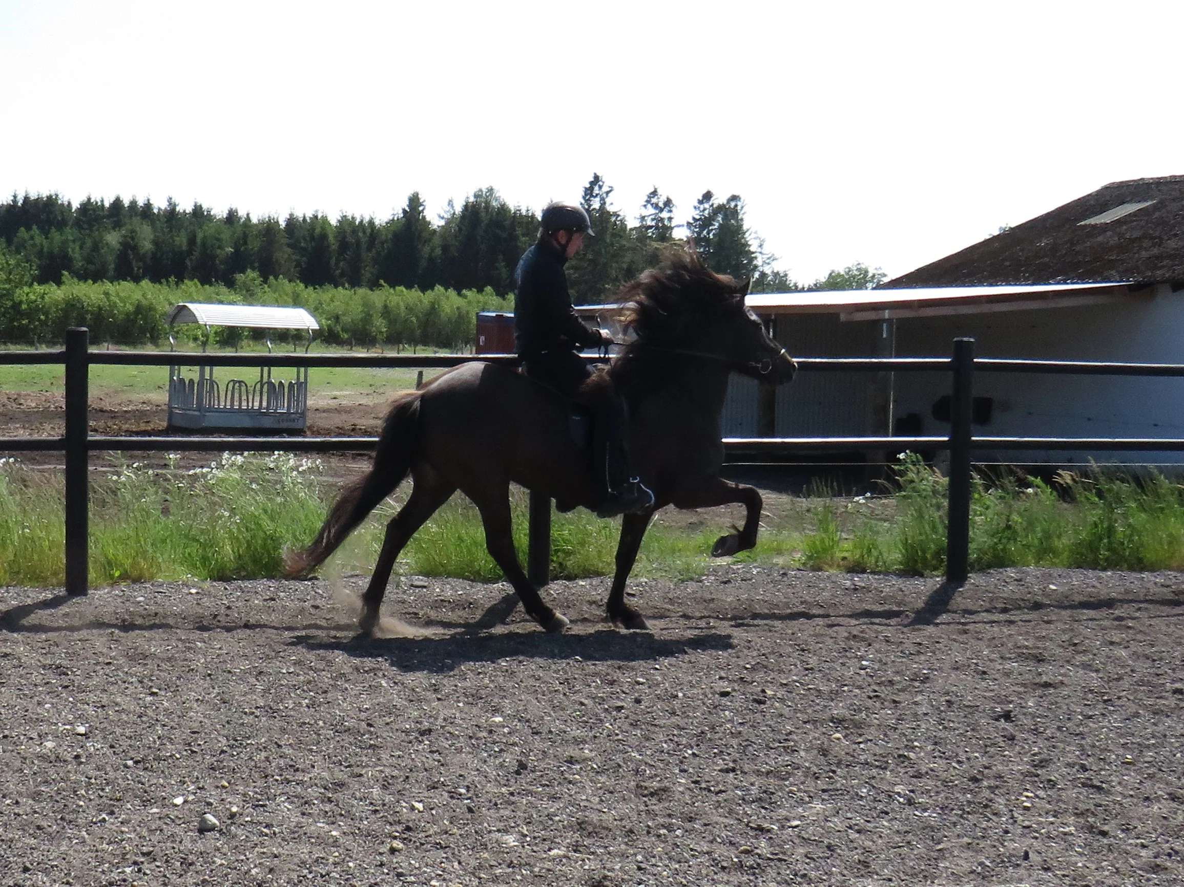 SOLGT - DJÖRFUNG FRA SØGÅRD - DK2009200639 - SOLGT