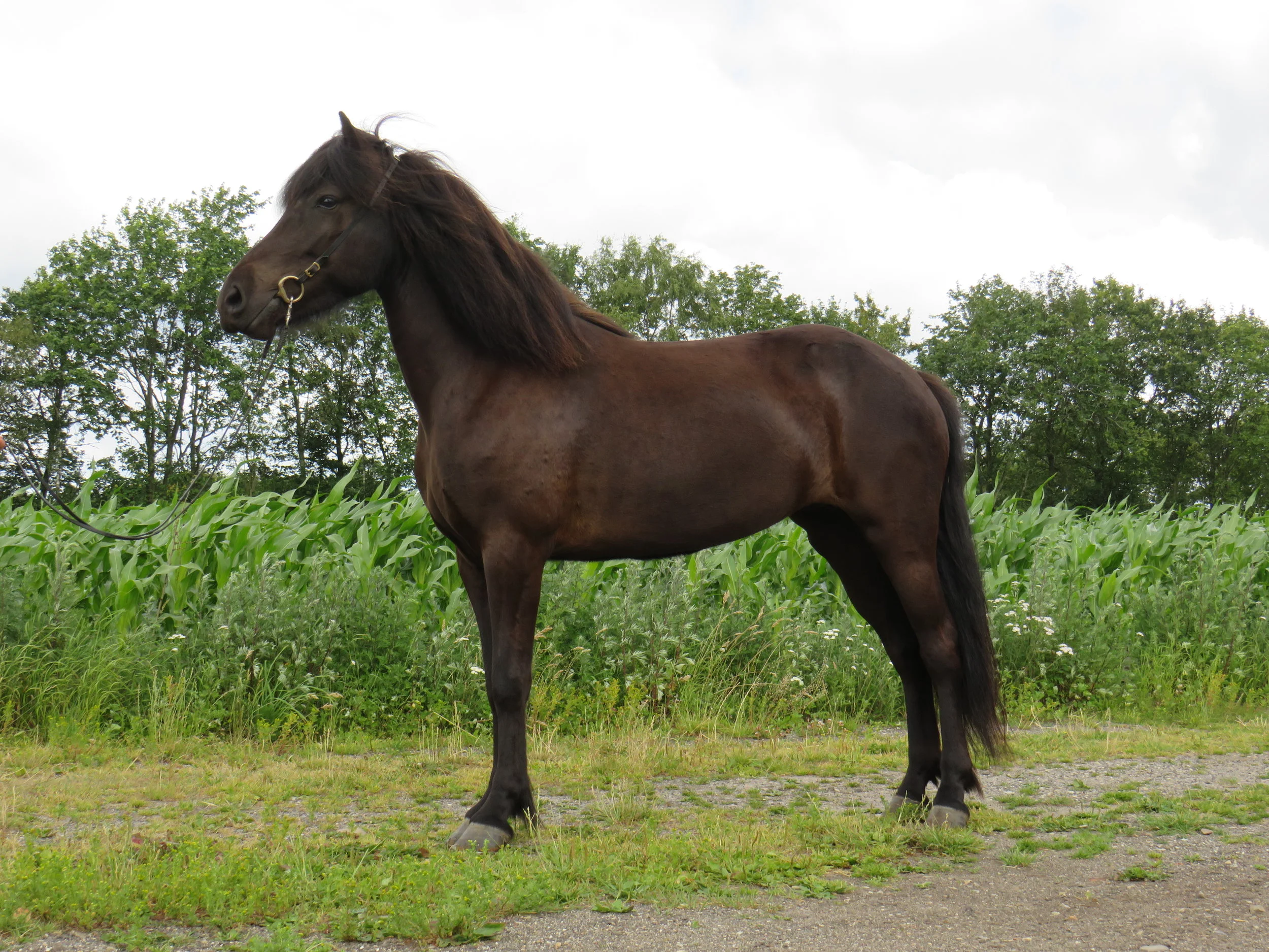 SOLGT - SKVISA FRA BAKKEGÅRDEN II - DK2014200431 - SOLGT